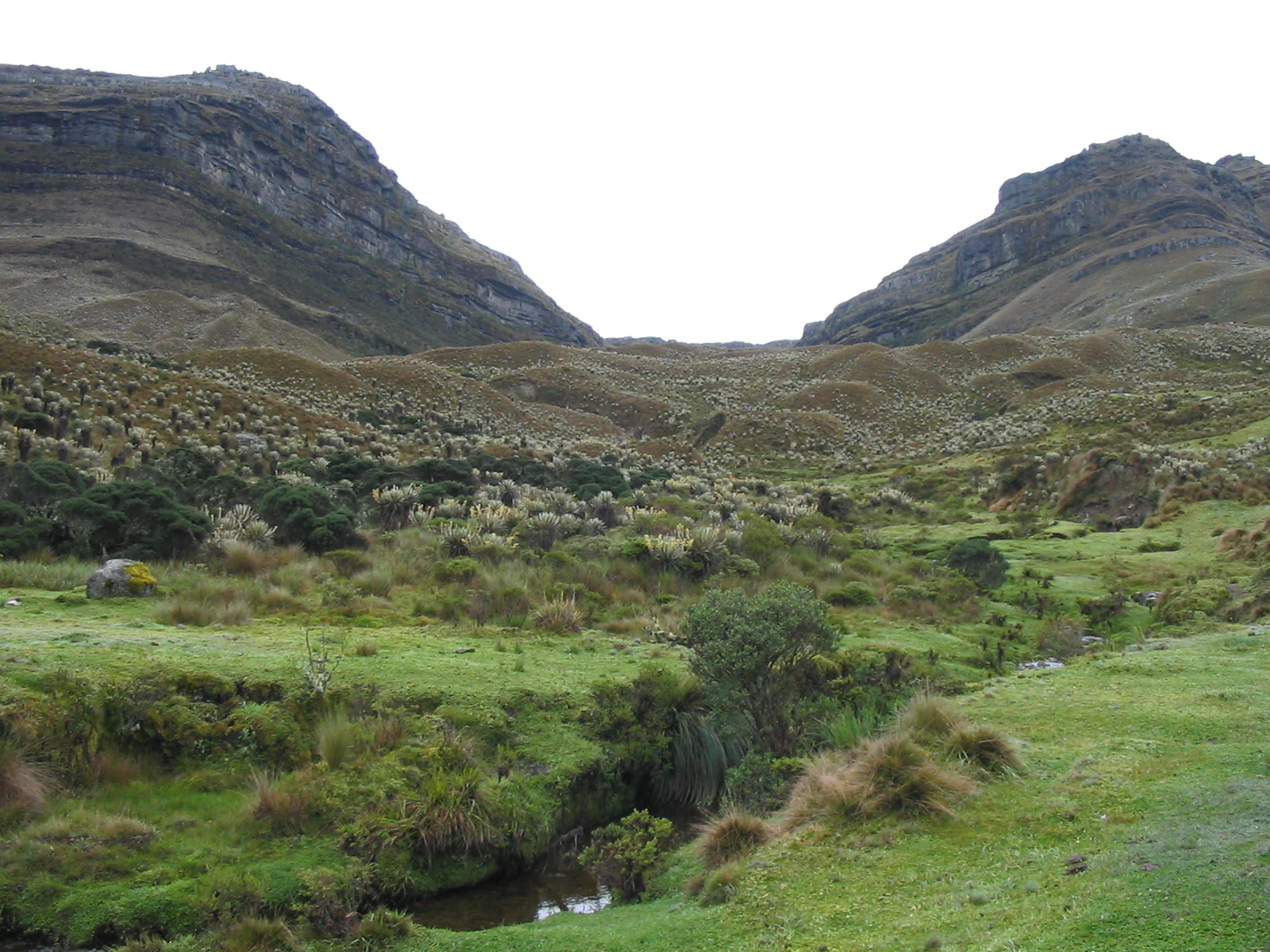 Grassy páramo landscape with rolling hills, rocky mountains in the background, and a small stream