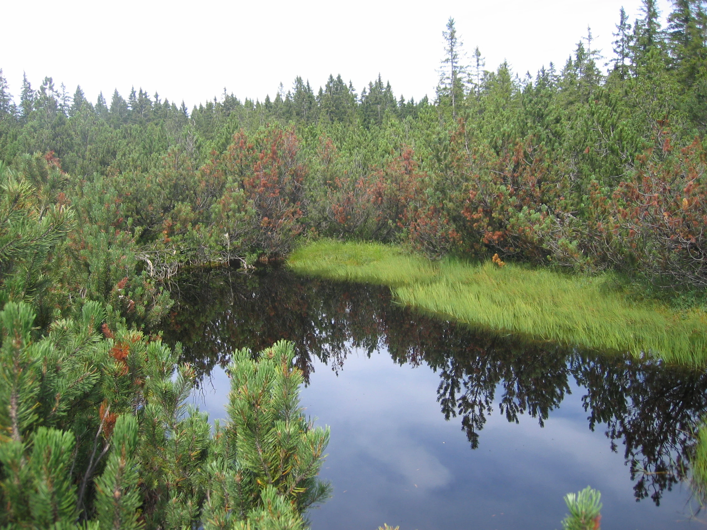 Calm lake reflecting trees and vegetation in a forested landscape.