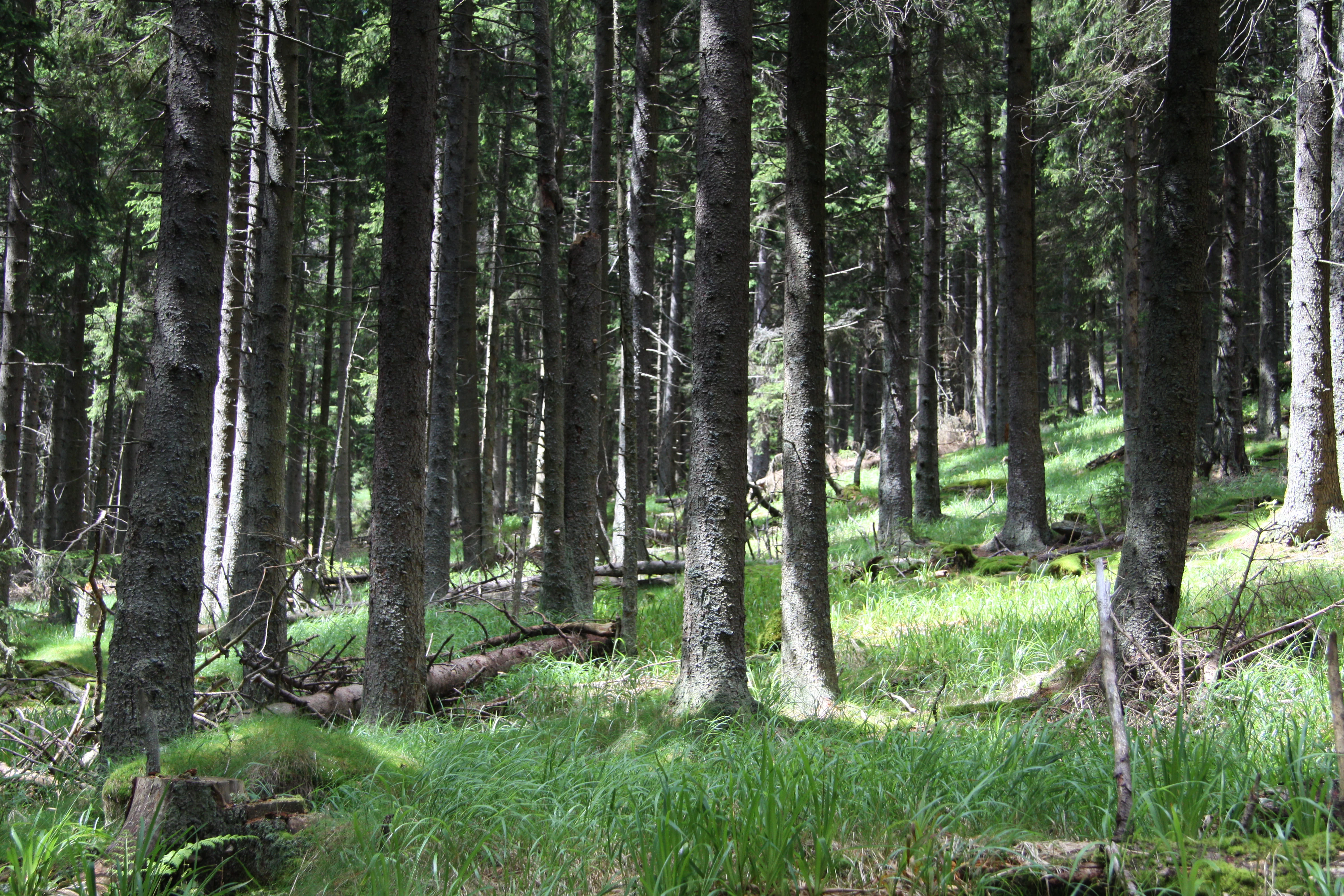 Dense forest with tall trees and green undergrowth, sunlight filtering through the canopy