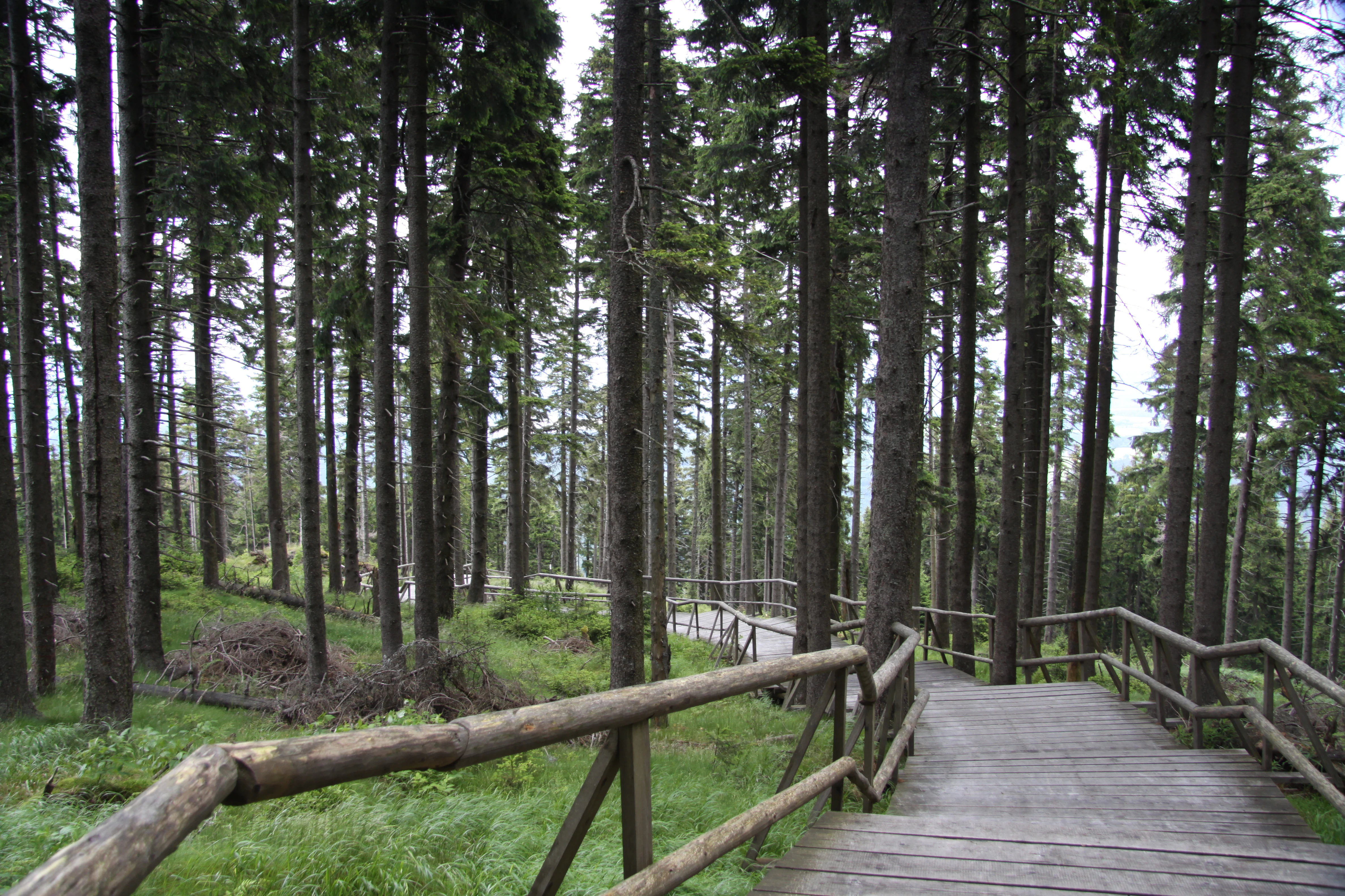 Wooden boardwalk with railings winding through a dense forest with tall evergreen trees and green undergrowth