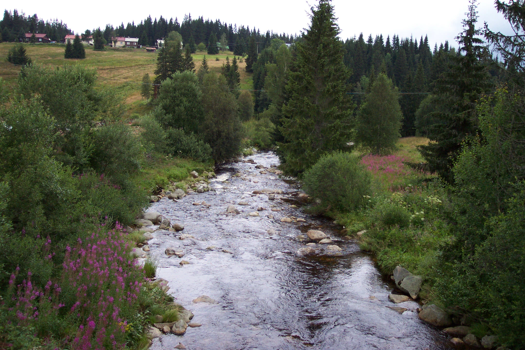 River with rocky bed flowing through forested landscape with green trees and purple wildflowers