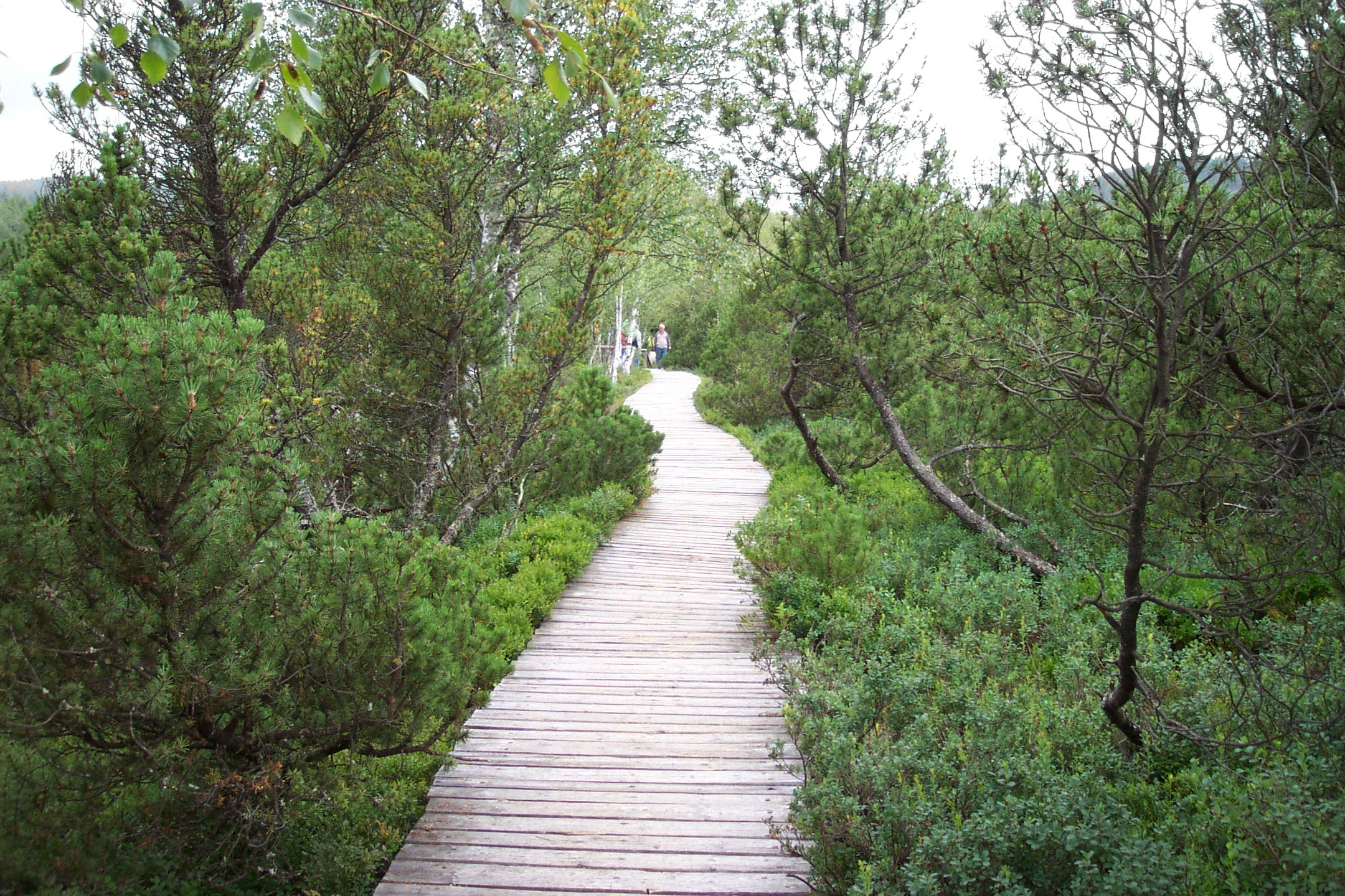 Wooden boardwalk trail surrounded by dense green forest vegetation extending into the distance