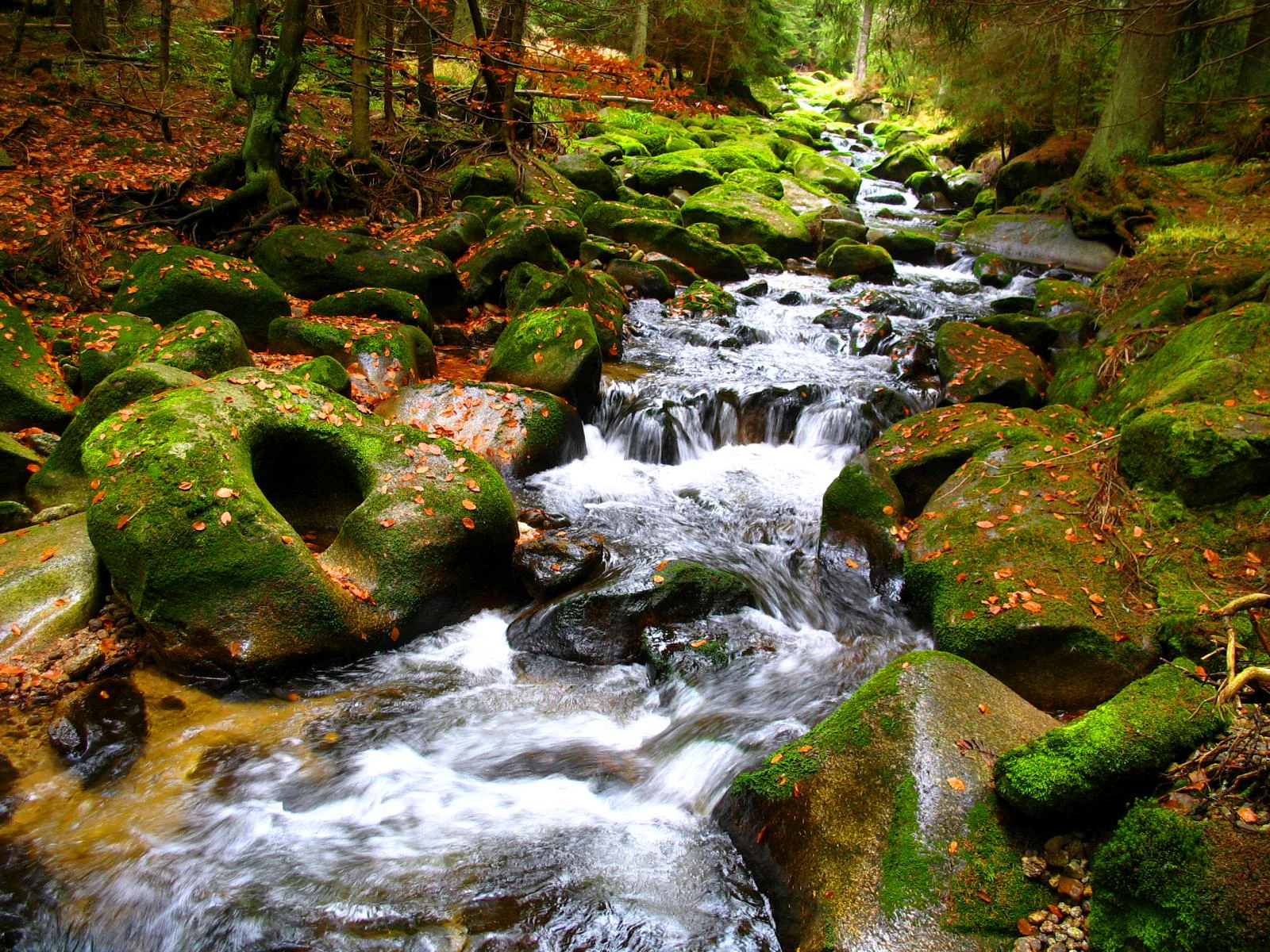 A flowing stream with moss-covered rocks surrounded by a forest with fallen autumn leaves