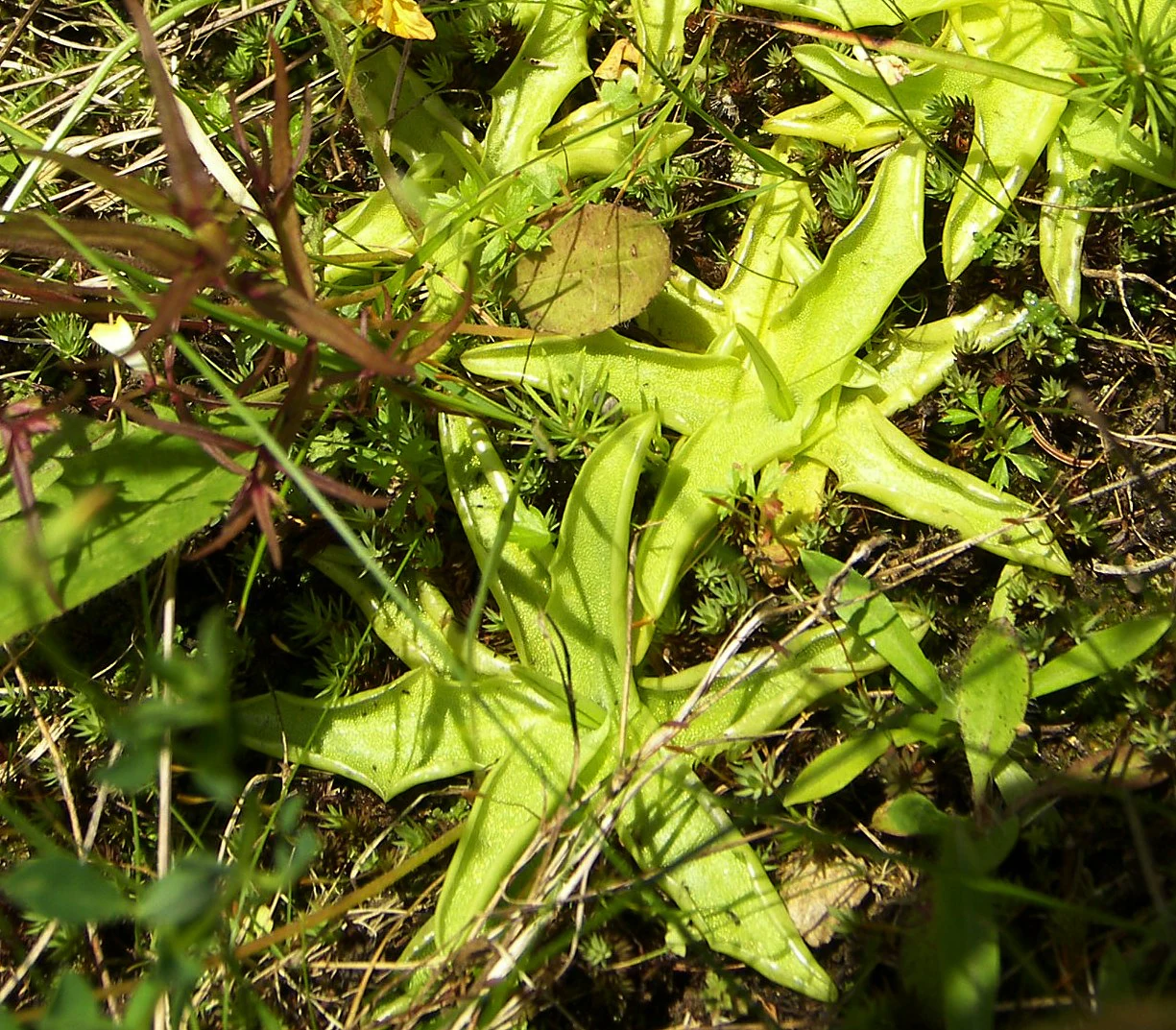 Close-up of green butterwort plants with star-shaped leaves among grass and small plants in a natural setting
