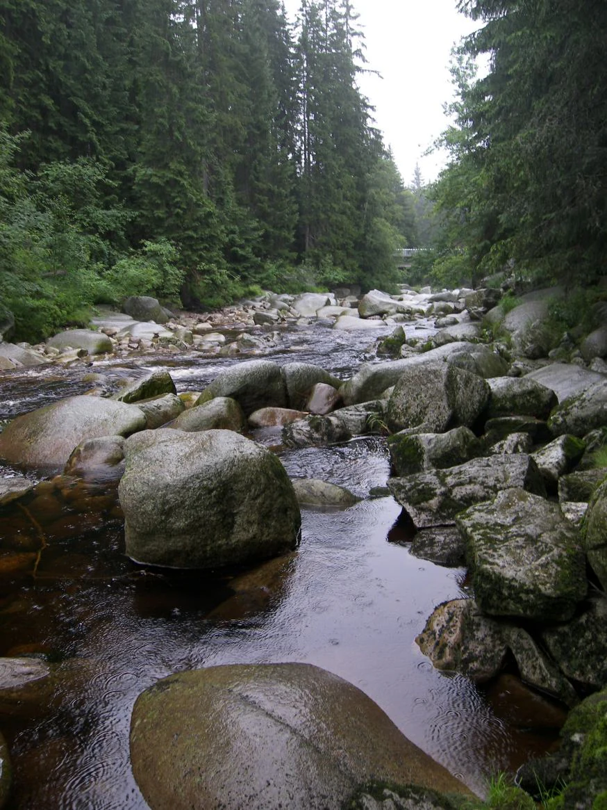 River flowing over rocks in a forested area with tall evergreen trees