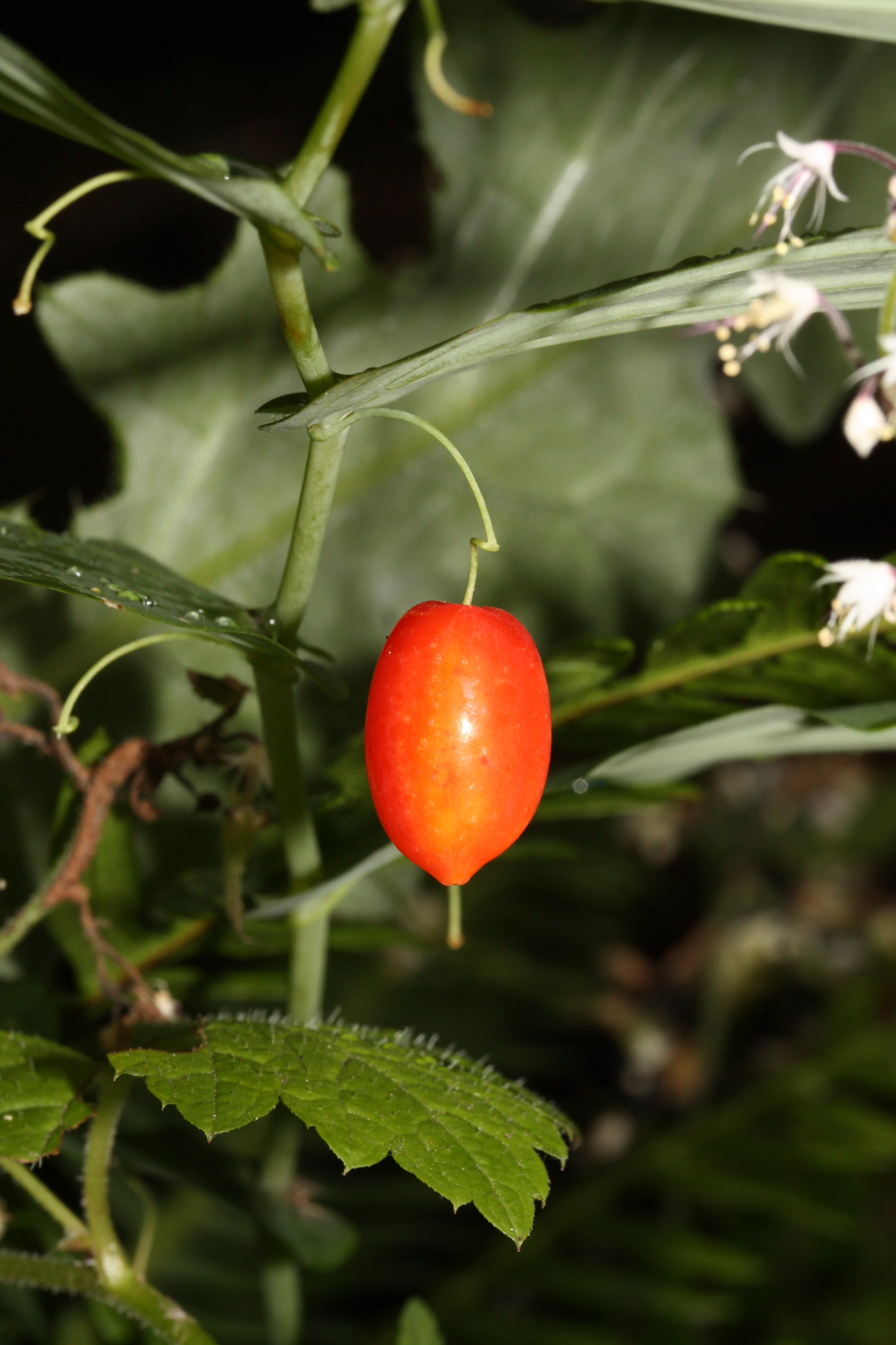 A red oval-shaped fruit attached to a green stem with serrated green leaves and small white flowers