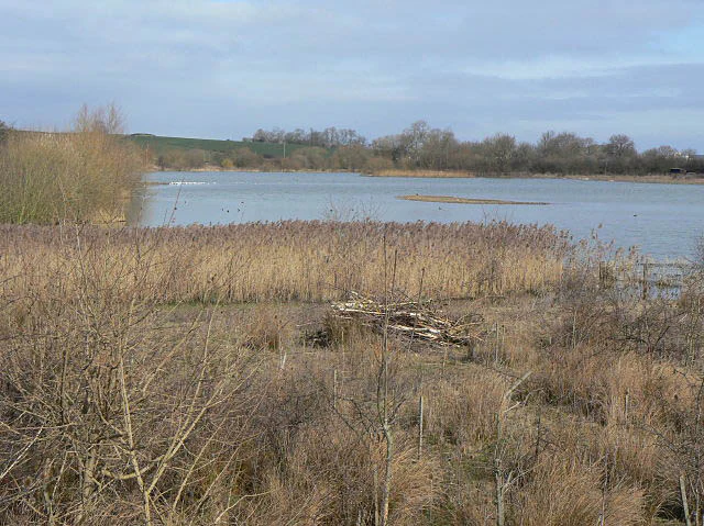 A wide view of a calm lagoon at Summer Leys Nature Reserve, with dry grasses in the foreground and trees in the distance under a cloudy sky.