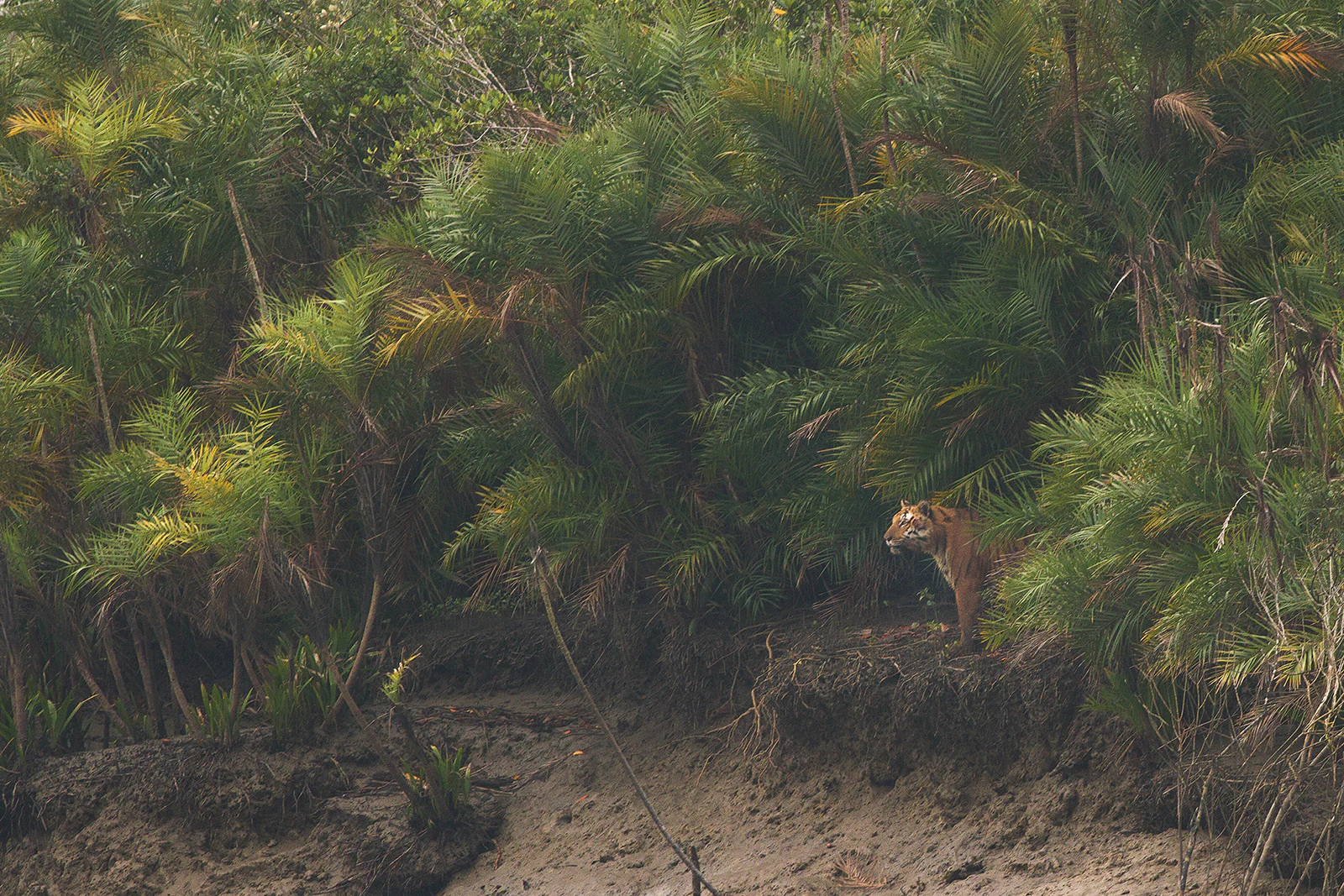 Tigre de Bengala parcialmente oculto entre densa vegetación de manglar con zona de humedal fangoso