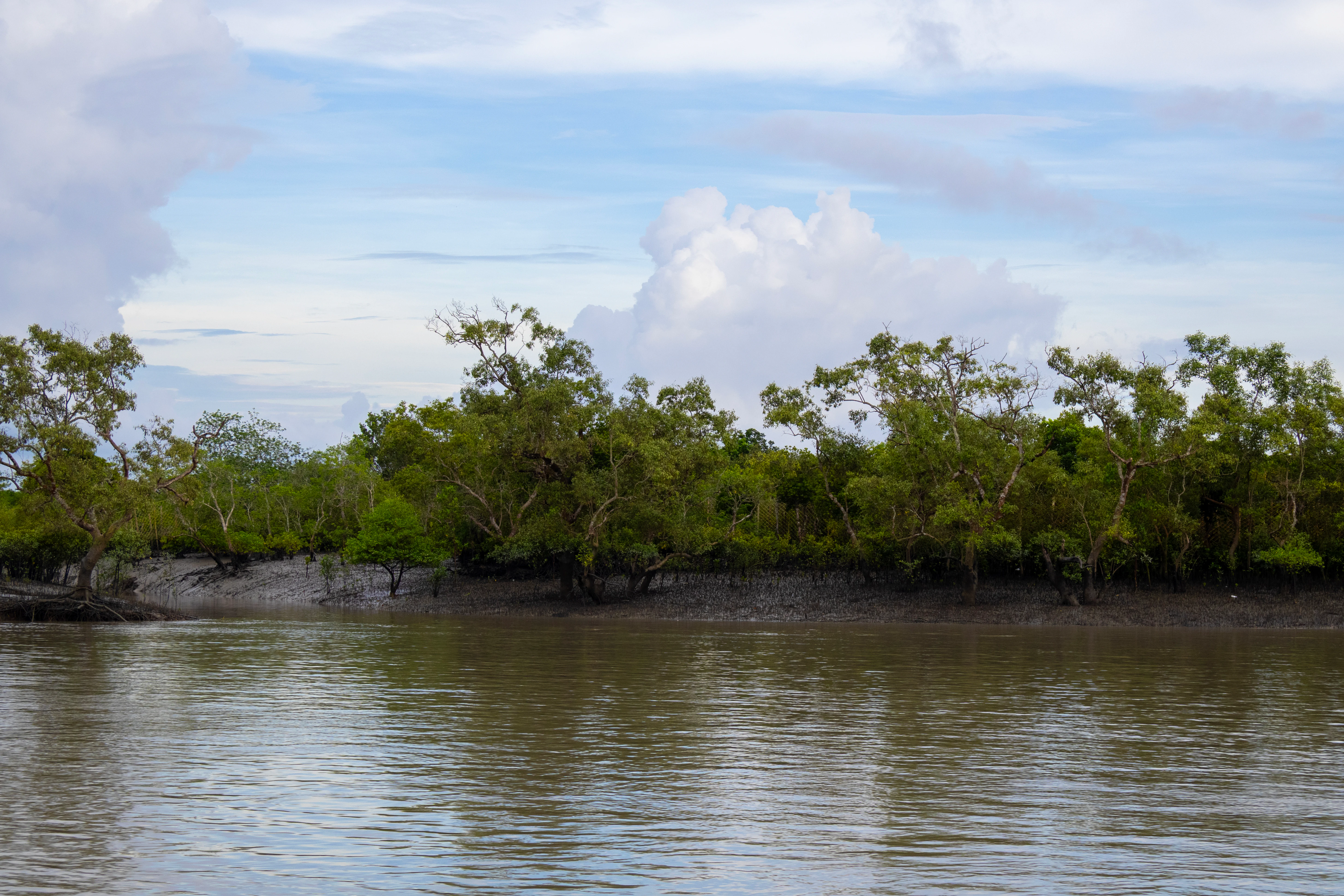 Árboles de manglar bordeando un cuerpo de agua tranquilo con llanuras de lodo expuestas bajo un cielo parcialmente nublado