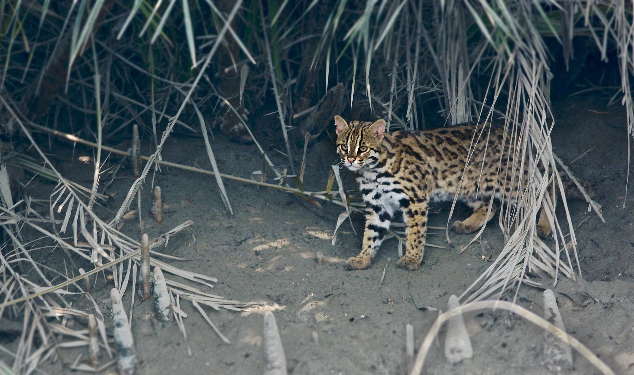Gato leopardo de pie entre vegetación de manglar con suelo arenoso y juncos altos