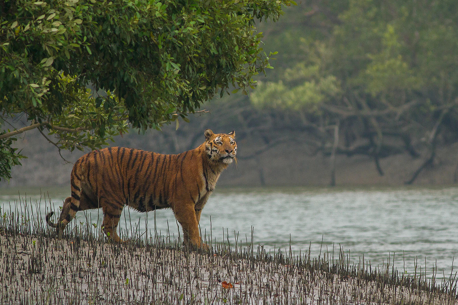 Tigre de Bengala caminando por la orilla de un manglar fangoso junto a un cuerpo de agua con follaje verde