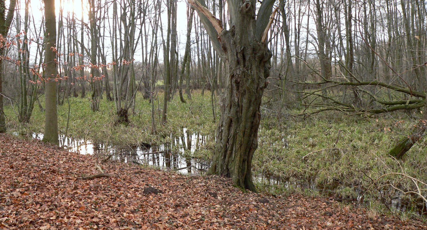 A view of an alluvial forest featuring bare trees, a swampy ground with patches of standing water, and ground covered in fallen brown leaves.