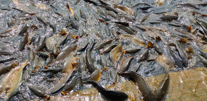 Un grupo denso de peces nadando cerca de la superficie del agua en el lago Mansar.
