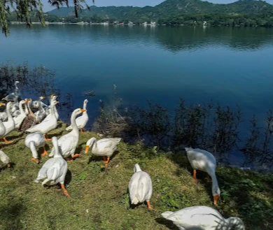 Una bandada de gansos blancos de pie y pastando en la orilla herbosa cerca del borde de un lago tranquilo, con colinas boscosas al fondo.