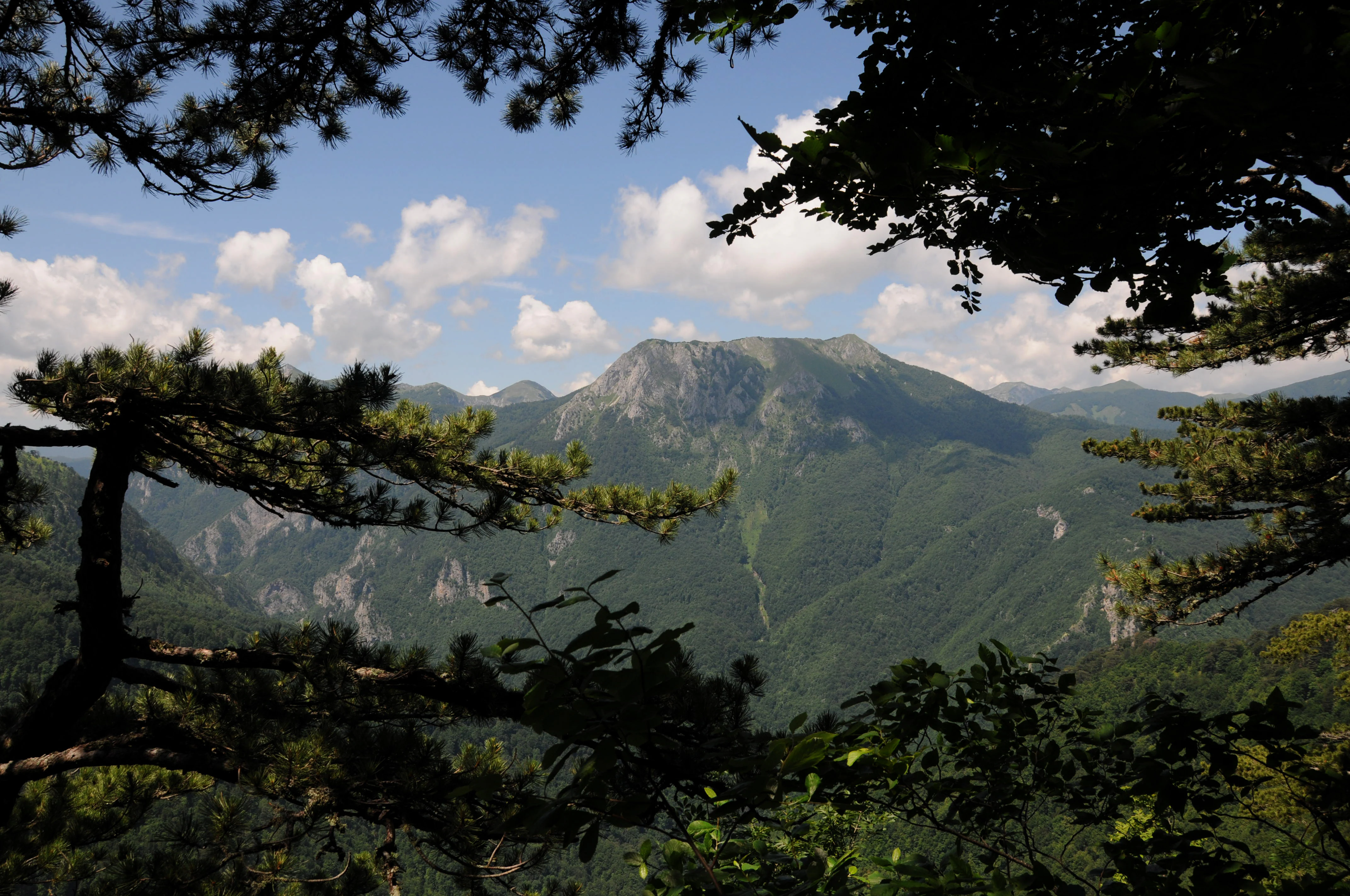 Mountainous landscape with green hills, forest trees in foreground, and blue sky with white clouds