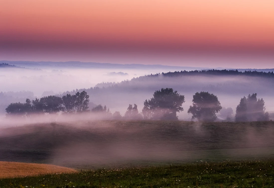 Una vista amplia y escénica de colinas onduladas en un parque cubiertas de niebla matinal baja, con líneas de árboles lejanos silueteadas bajo un cielo de amanecer rosa y púrpura.