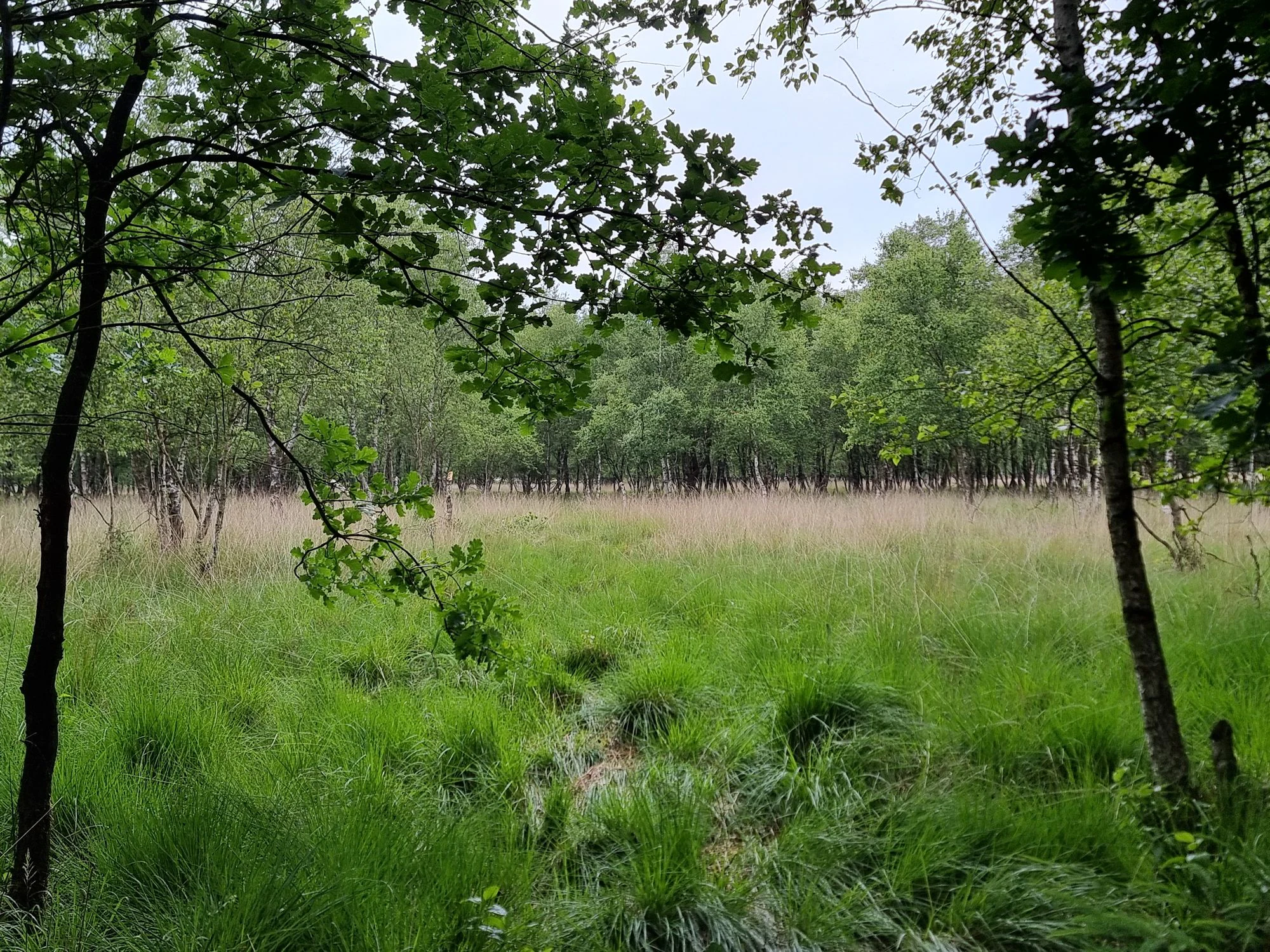 A wide view of a green grassy clearing surrounded by a dense woodland of birch and oak trees.