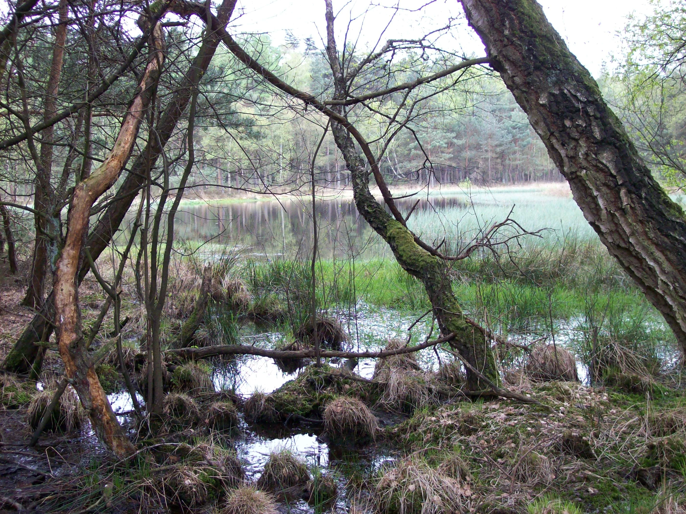 A view through trees into a small, reflective pond surrounded by a marshy forest landscape in Lower Saxony, Germany.