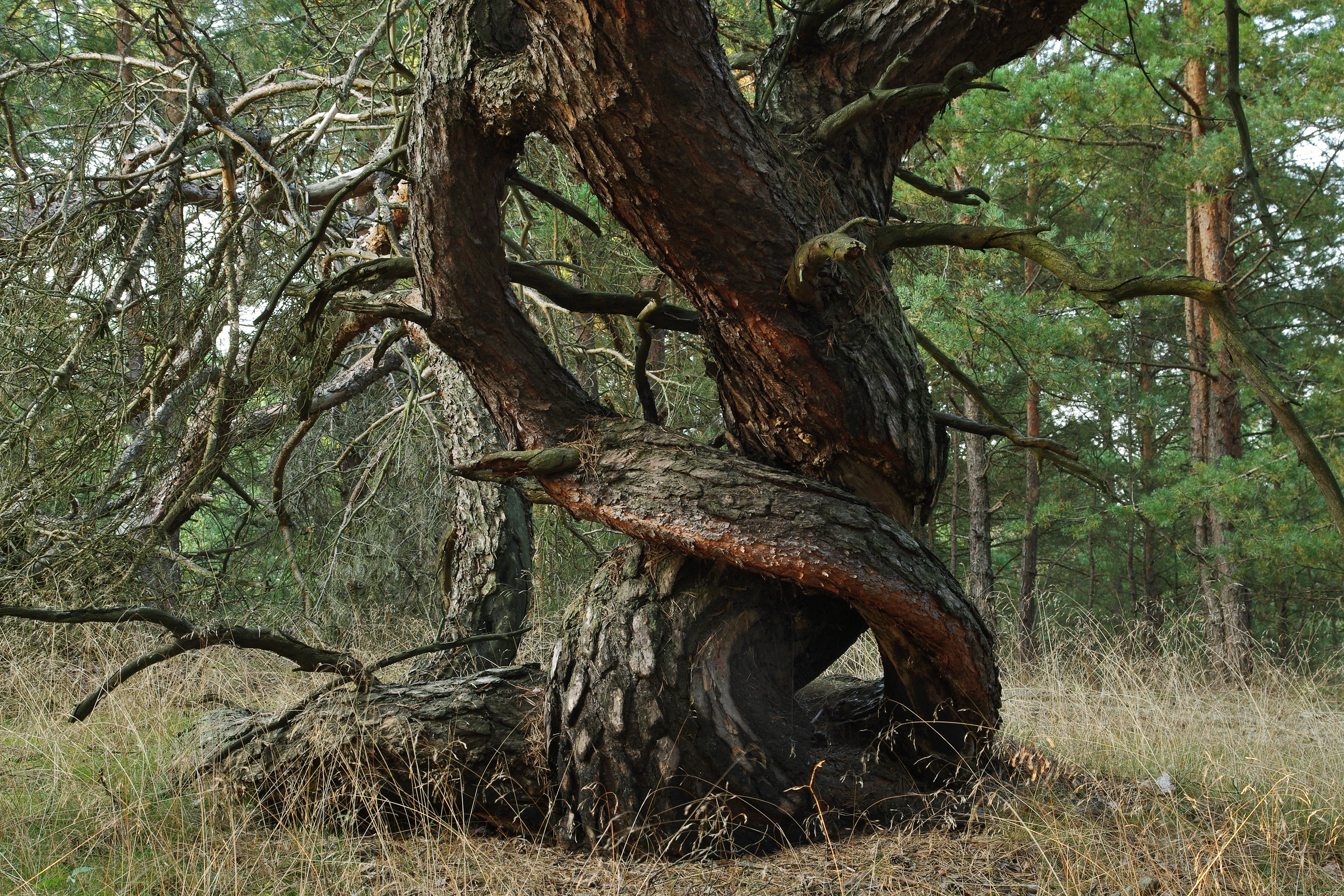 A close up view of a gnarled pine tree trunk with twisted, textured bark in a dry, sandy pine forest setting.