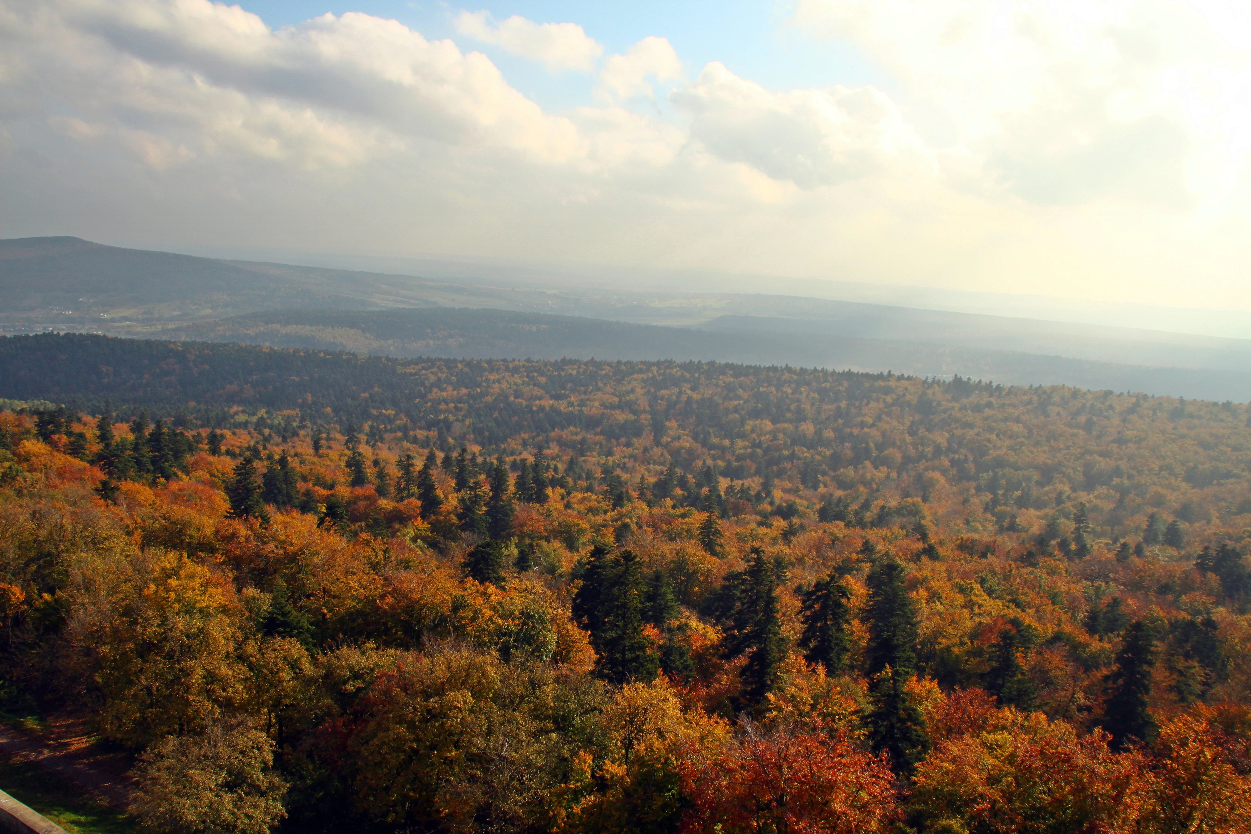 Una vista panorámica en ángulo elevado sobre un denso dosel forestal en otoño, con un follaje vibrante en tonos naranja, amarillo y verde, que se extiende hacia colinas onduladas bajo un cielo nublado.