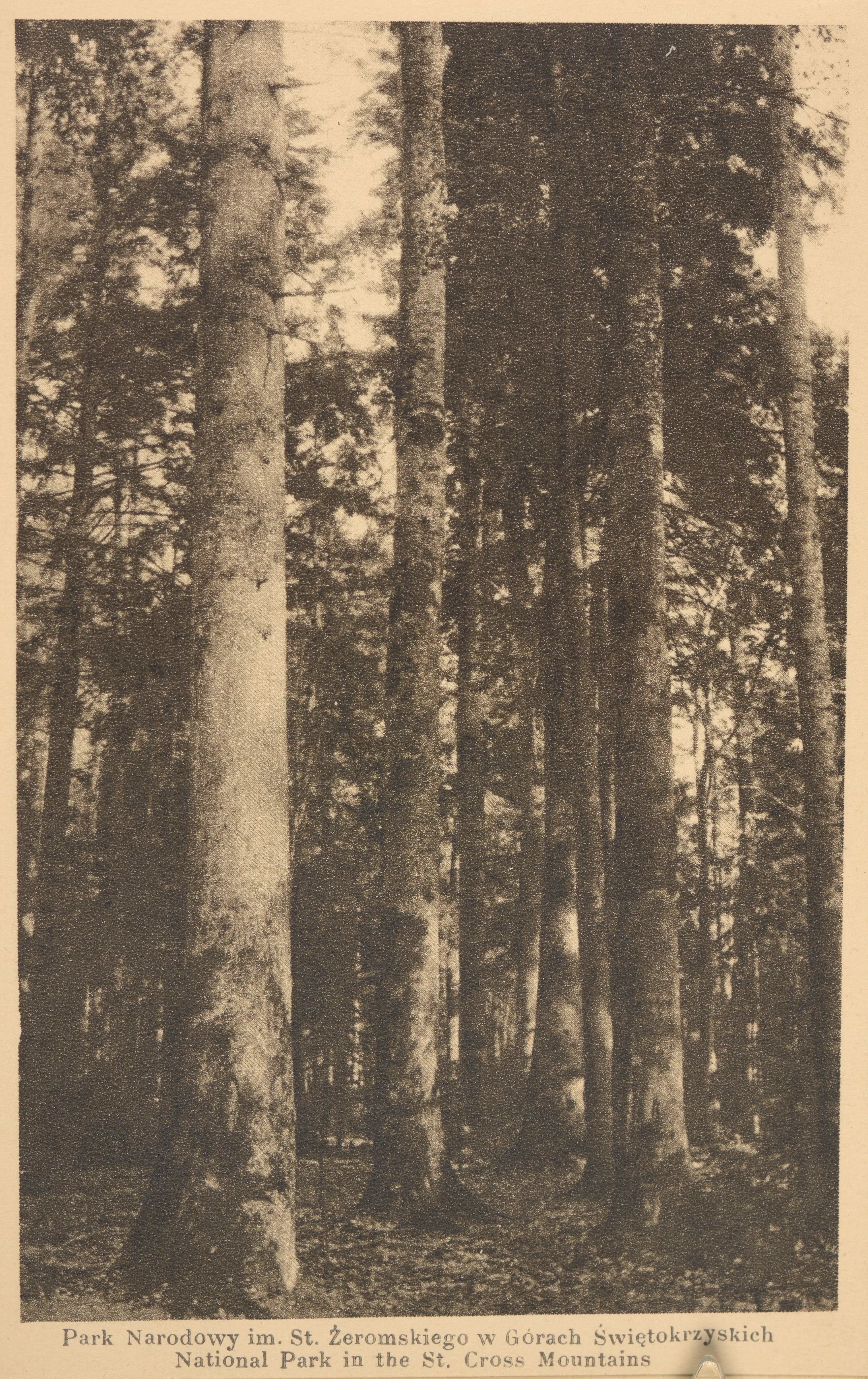 Tall beech and fir trees in a dense forest with sunlight filtering through the canopy