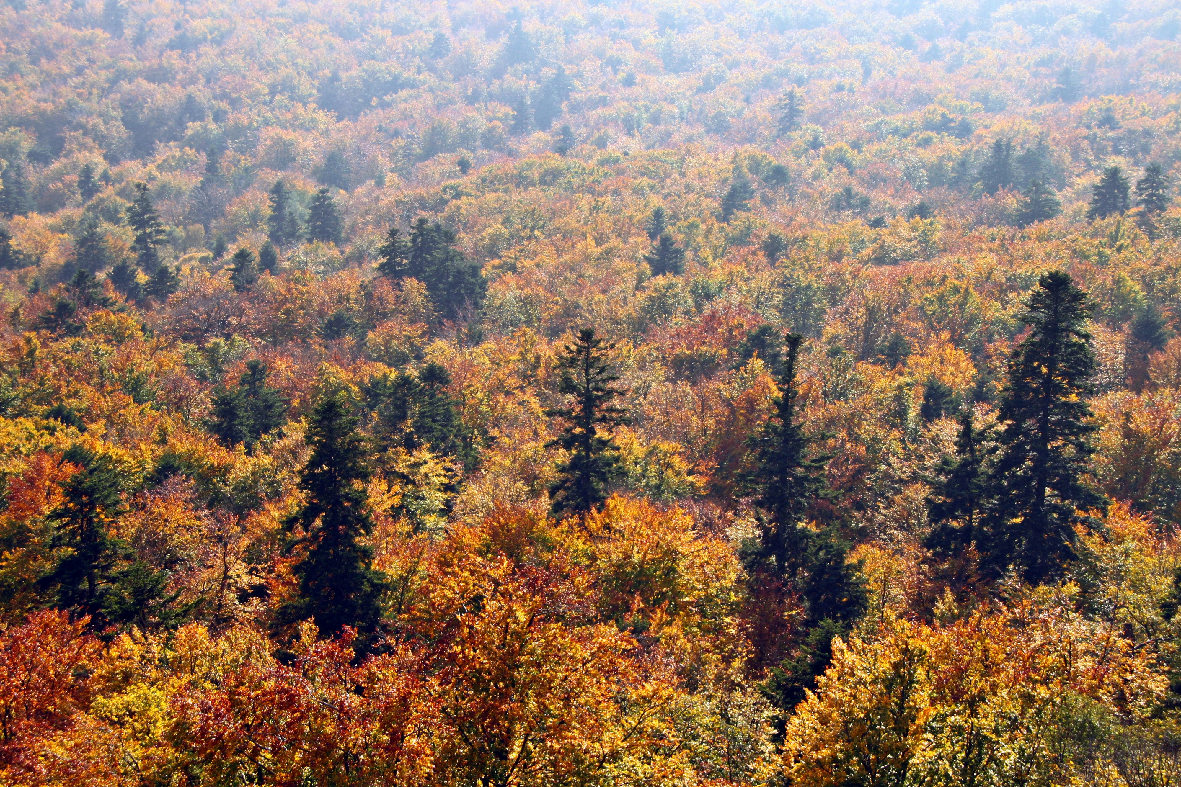 Wide aerial view of dense forest with autumn foliage showing mixed green and orange-brown trees under a hazy sky
