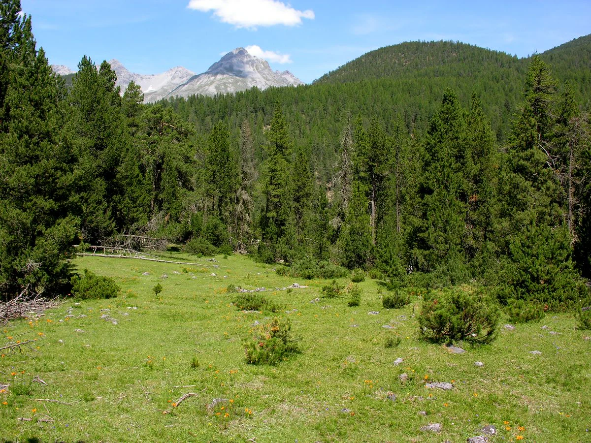 A green alpine meadow in the foreground with a dense forest of evergreen trees extending up the mountain slopes toward rocky peaks under a blue sky.