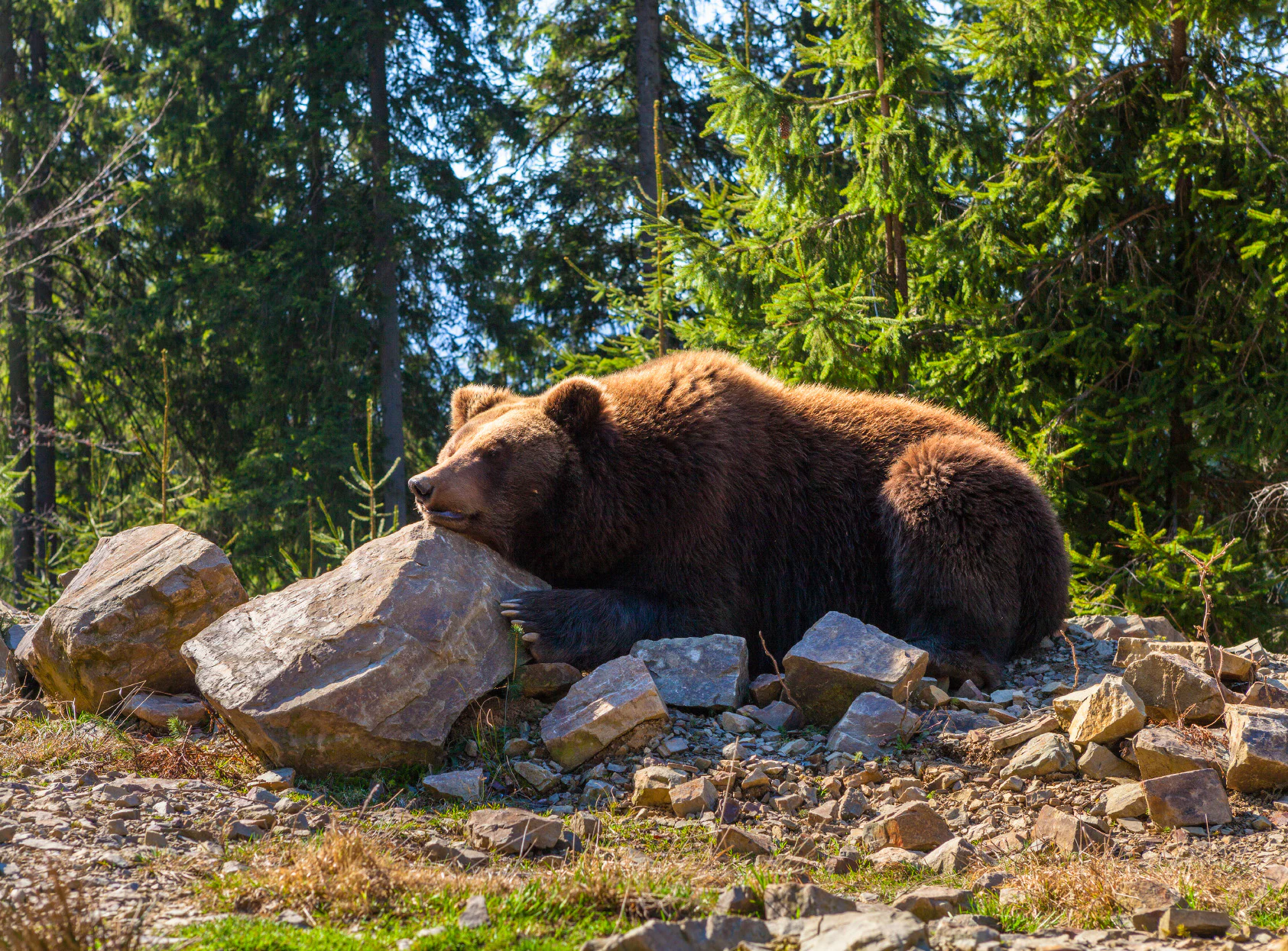 Brown bear lying on rocks with trees and forest in the background