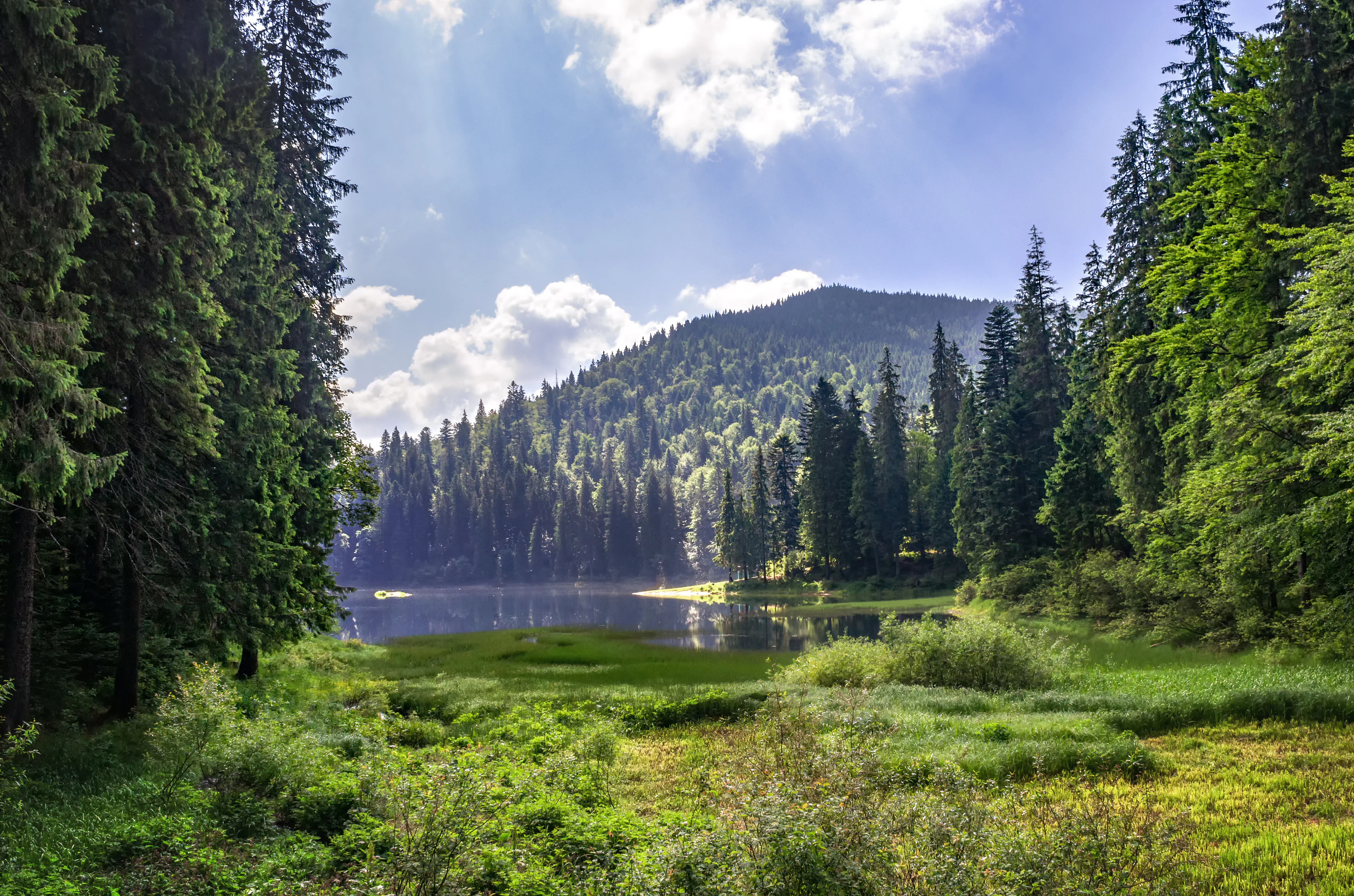 A scenic view of a calm lake bordered by lush green grasses and tall pine trees, with a forested mountain rising in the background under a bright blue sky with scattered clouds