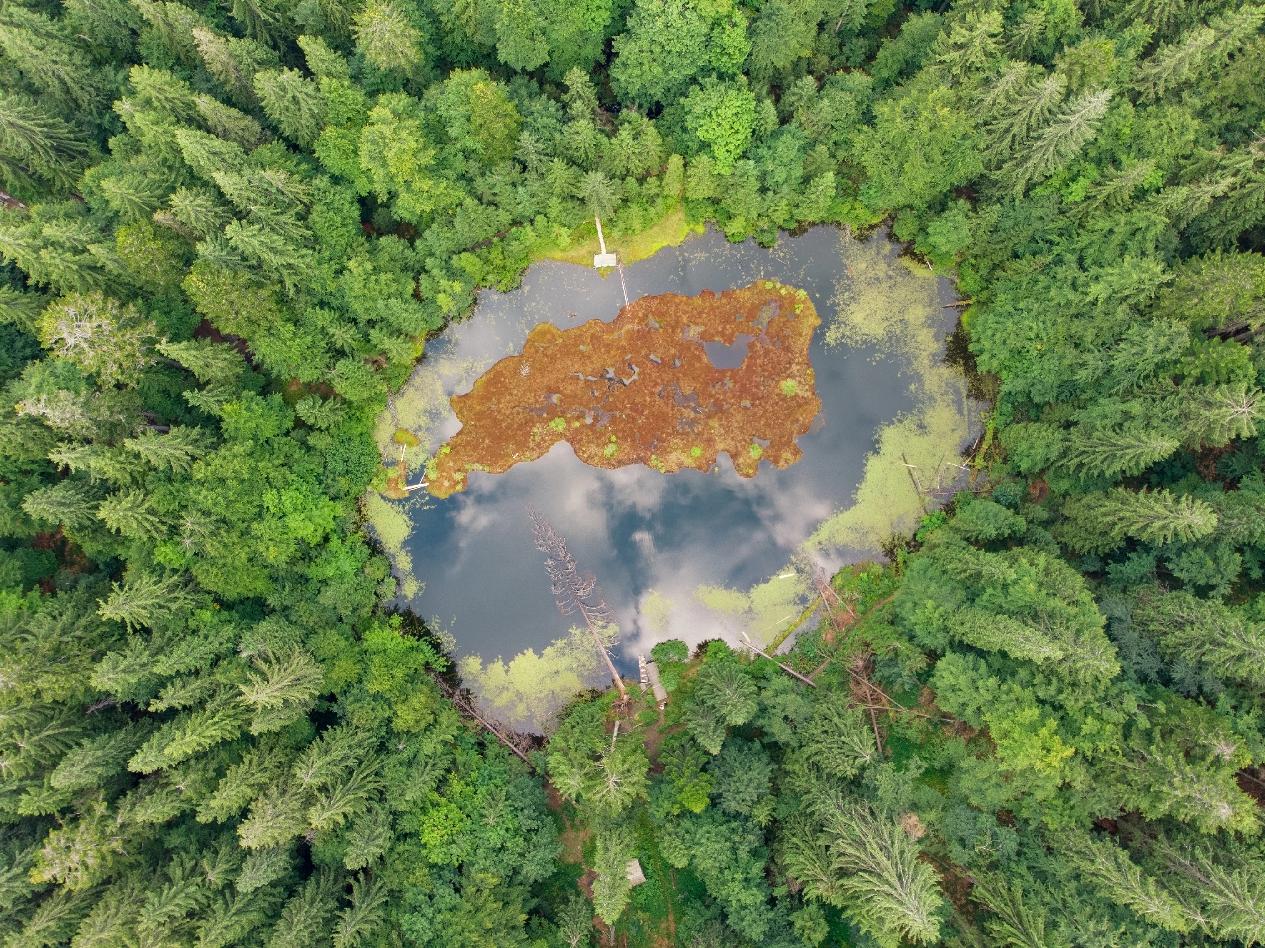 Aerial view of a lake surrounded by dense green forest with visible water and landmass
