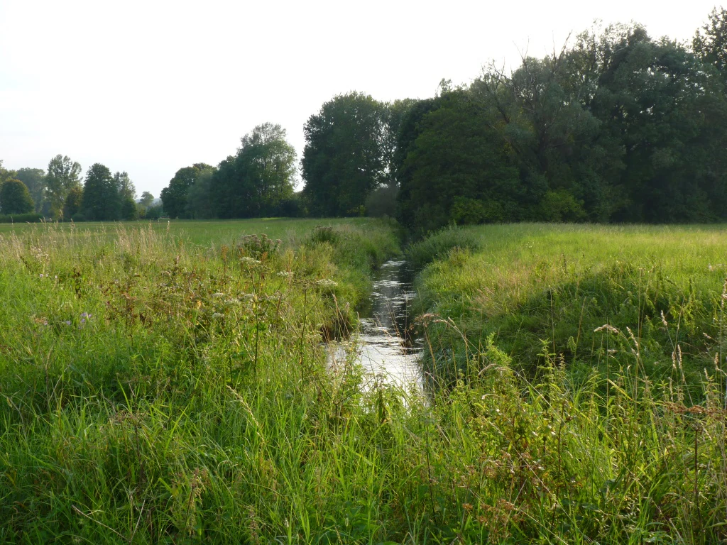 A narrow stream flowing through a grassy meadow bordered by trees under an overcast sky.