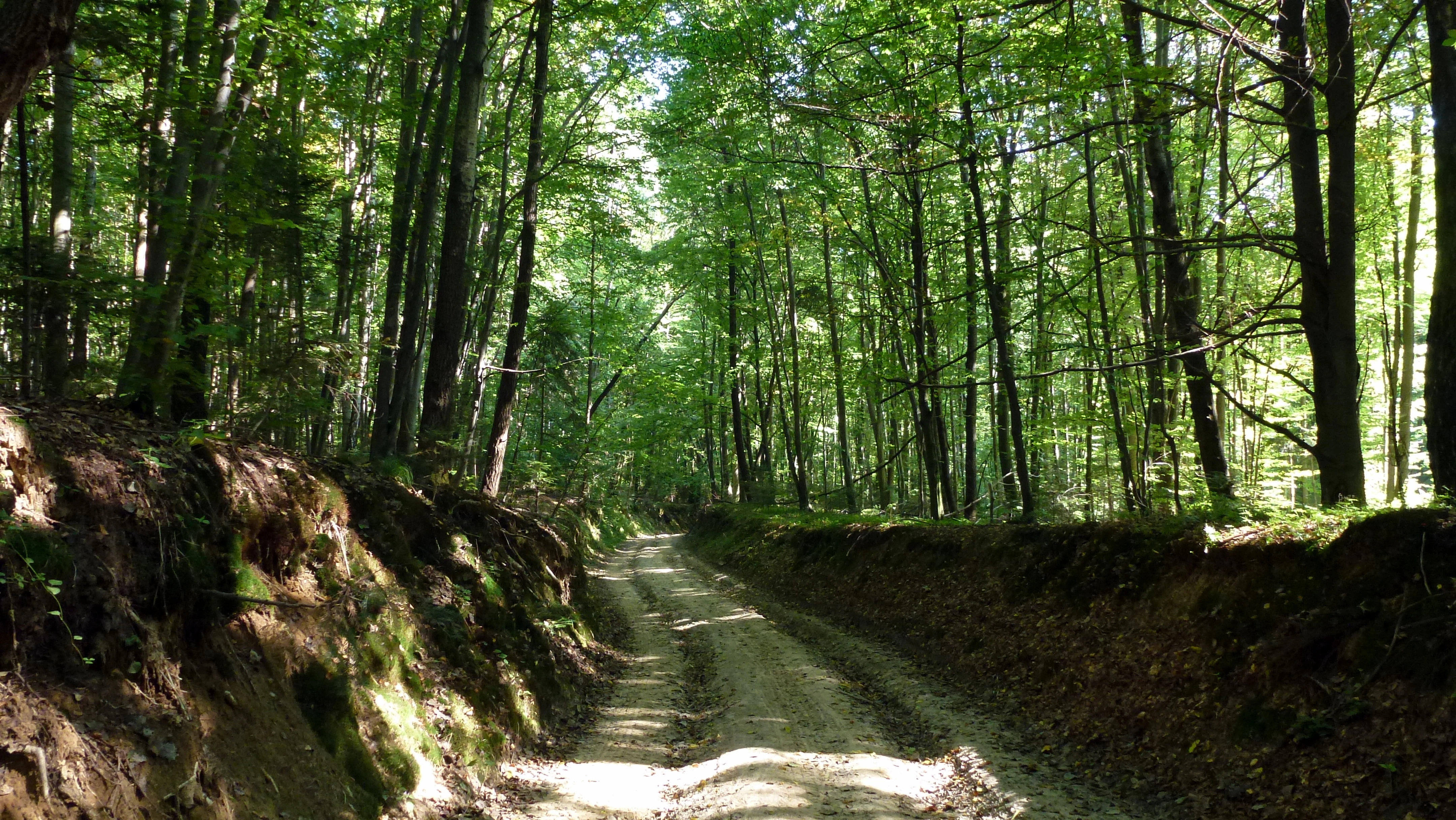 A narrow dirt road winds through a dense deciduous forest, bordered by steep earthen embankments on both sides.