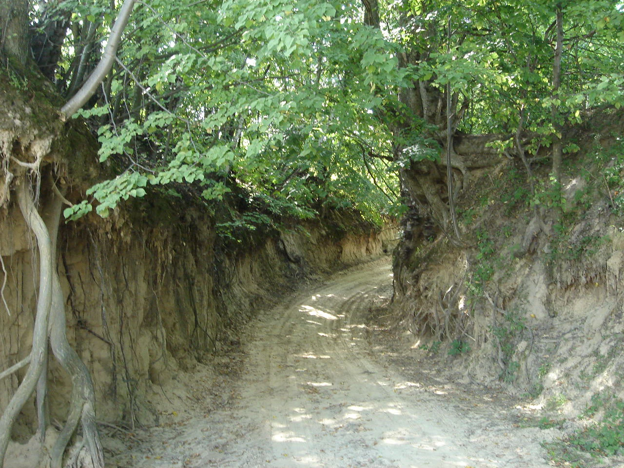 A dirt path cutting through a steep, narrow earthen gorge with tree roots exposed on the sides and a canopy of green trees overhead.