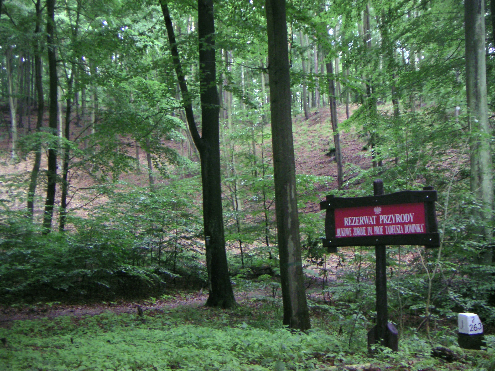 A red sign with white text reading Rezerwat Przyrody Bukowe Zdroje stands among tall trees in a green forest.