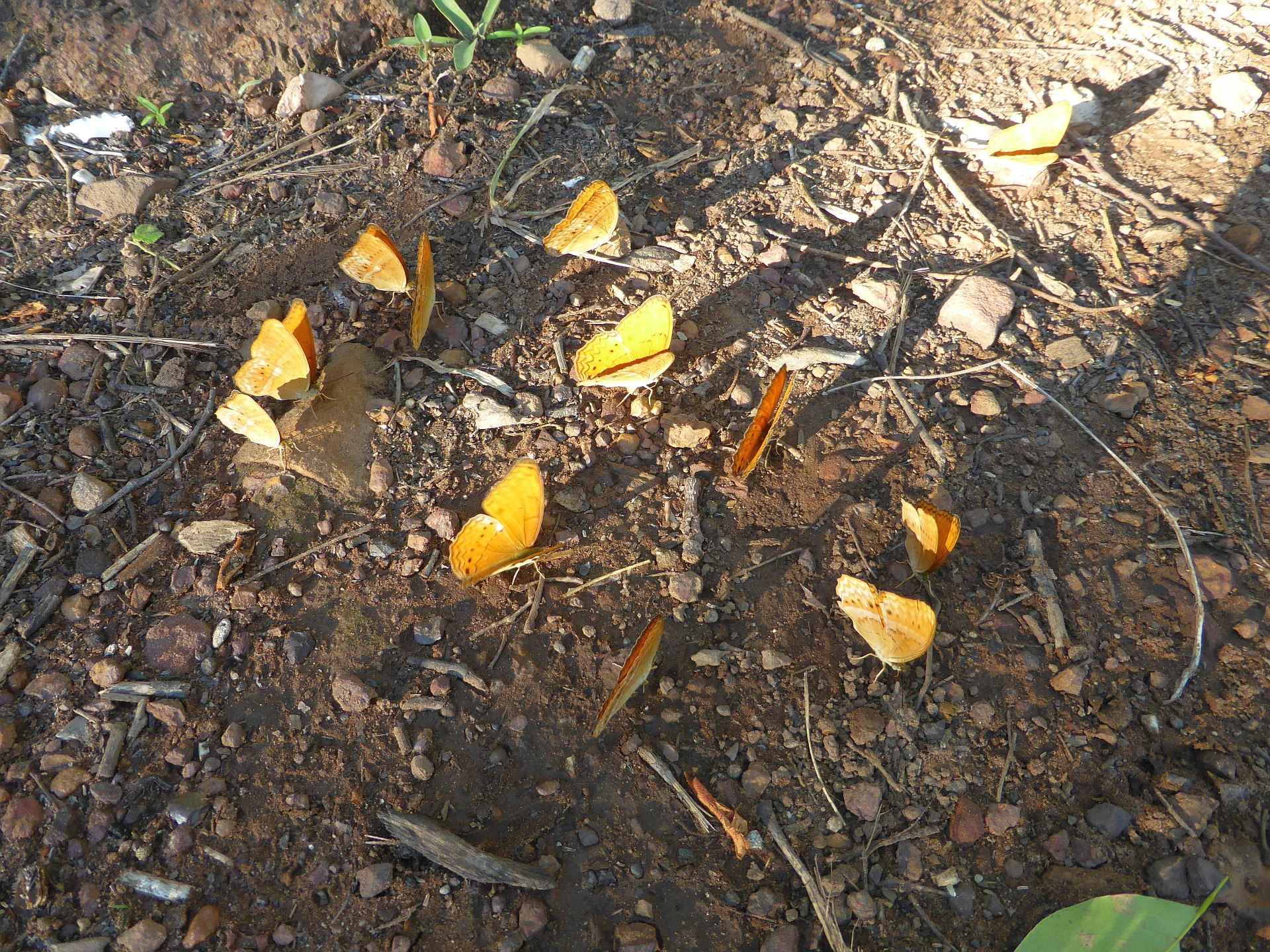 Orange butterflies resting on a dirt and leaf-covered forest floor
