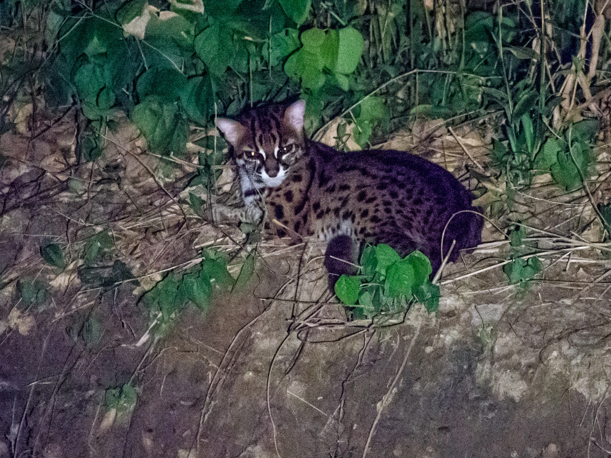 A leopard cat with spotted fur and dark stripes on its head rests on a dirt bank covered in green foliage, captured at night.