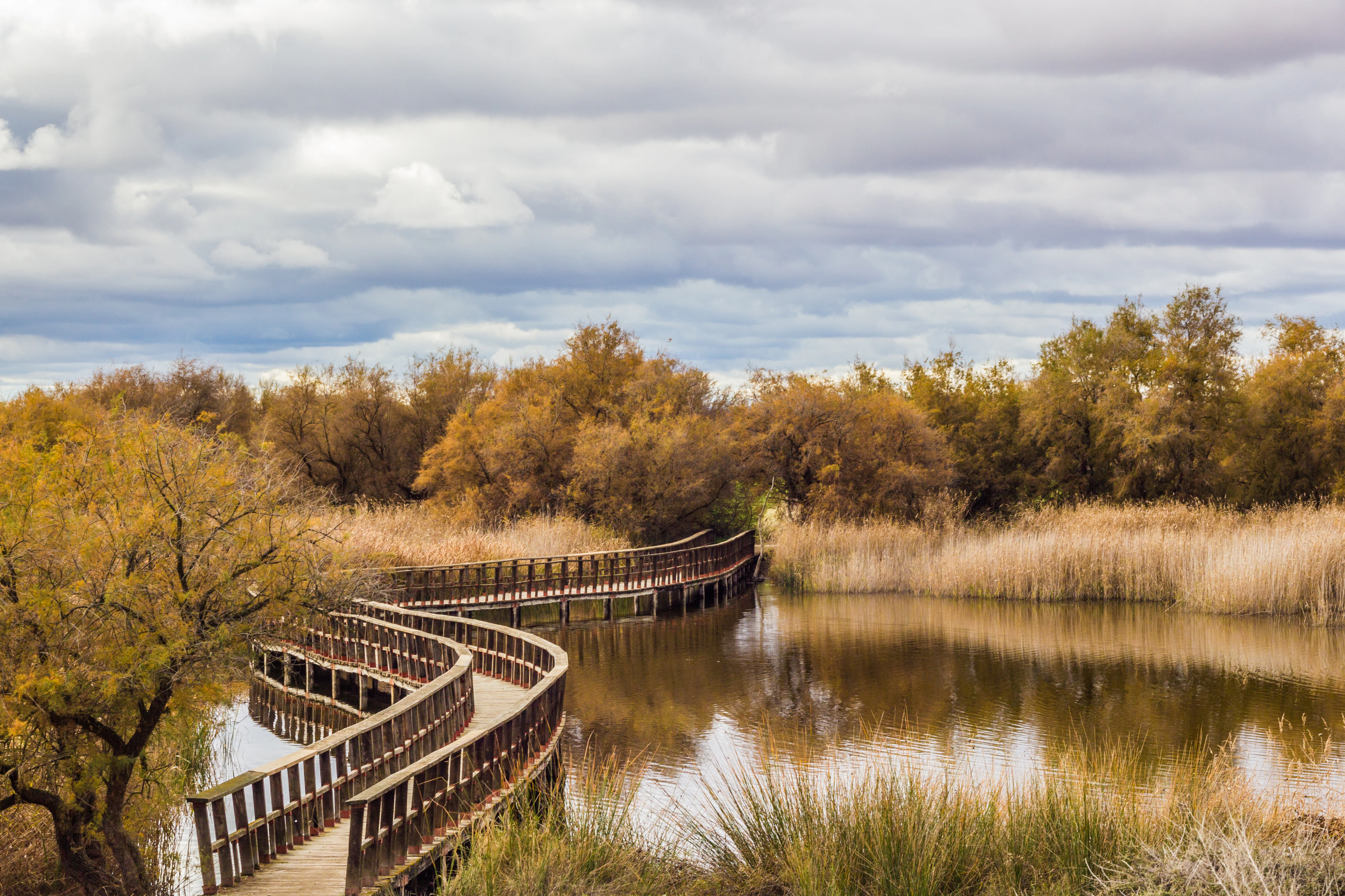 Wooden boardwalk bridge curving over a calm body of water with reeds and trees under a partly cloudy sky