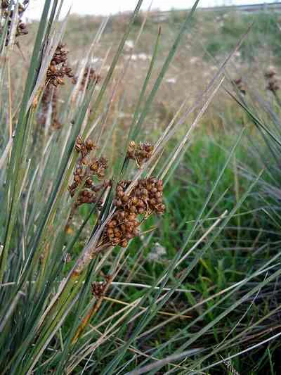 Close-up of Juncus acutus plant with brown seed clusters among tall grasses in a wetland area