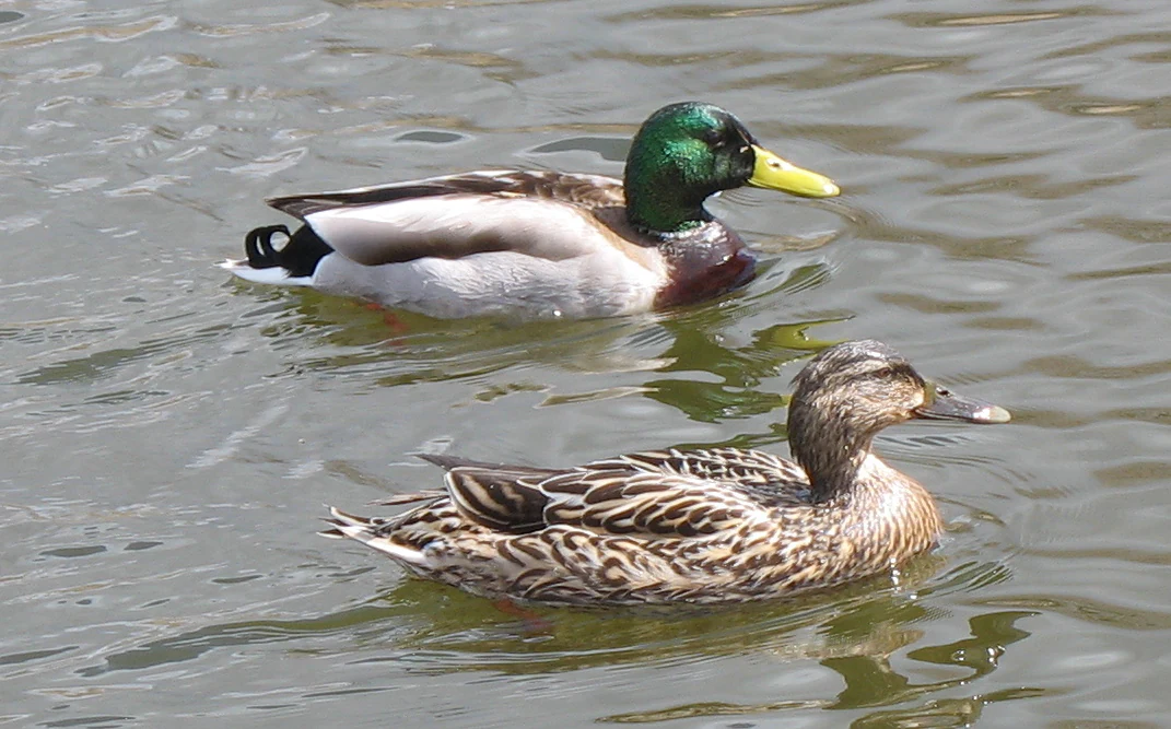 Two mallard ducks swimming in water, one male with green head and yellow beak, one female with brown mottled plumage