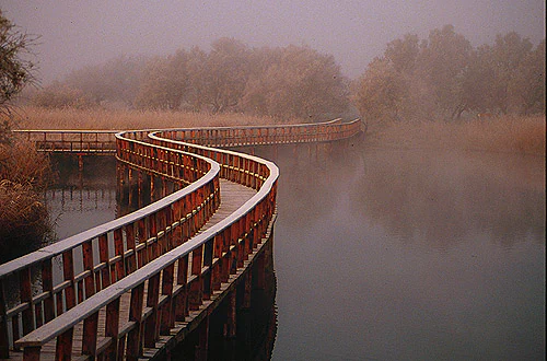 Wooden boardwalk extending over calm water in a misty wetland with reeds and trees in the background.