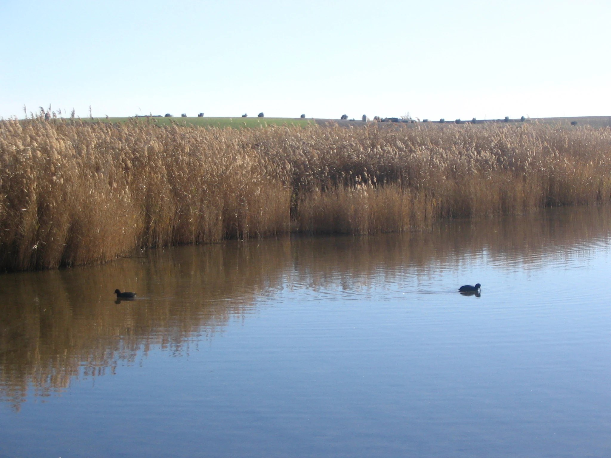 Two ducks swimming in calm water with tall reeds along the shore under a clear sky