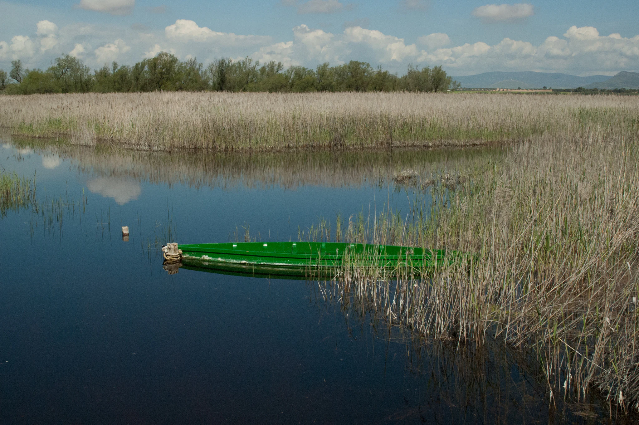 Green boat floating on calm water surrounded by tall reeds and vegetation in a wetland landscape