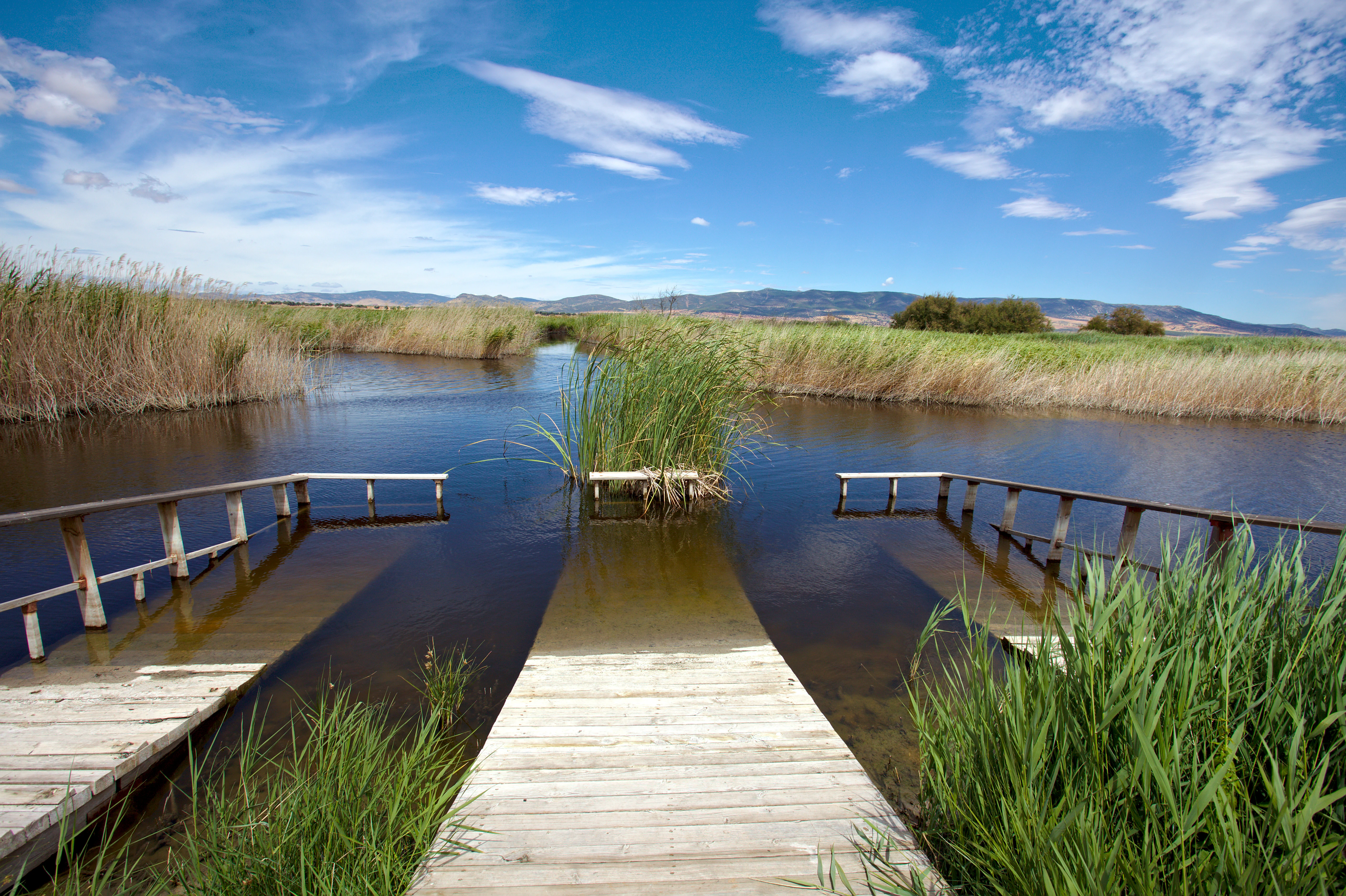 Wooden pier leading into calm water surrounded by tall reeds and wetland vegetation under a clear blue sky