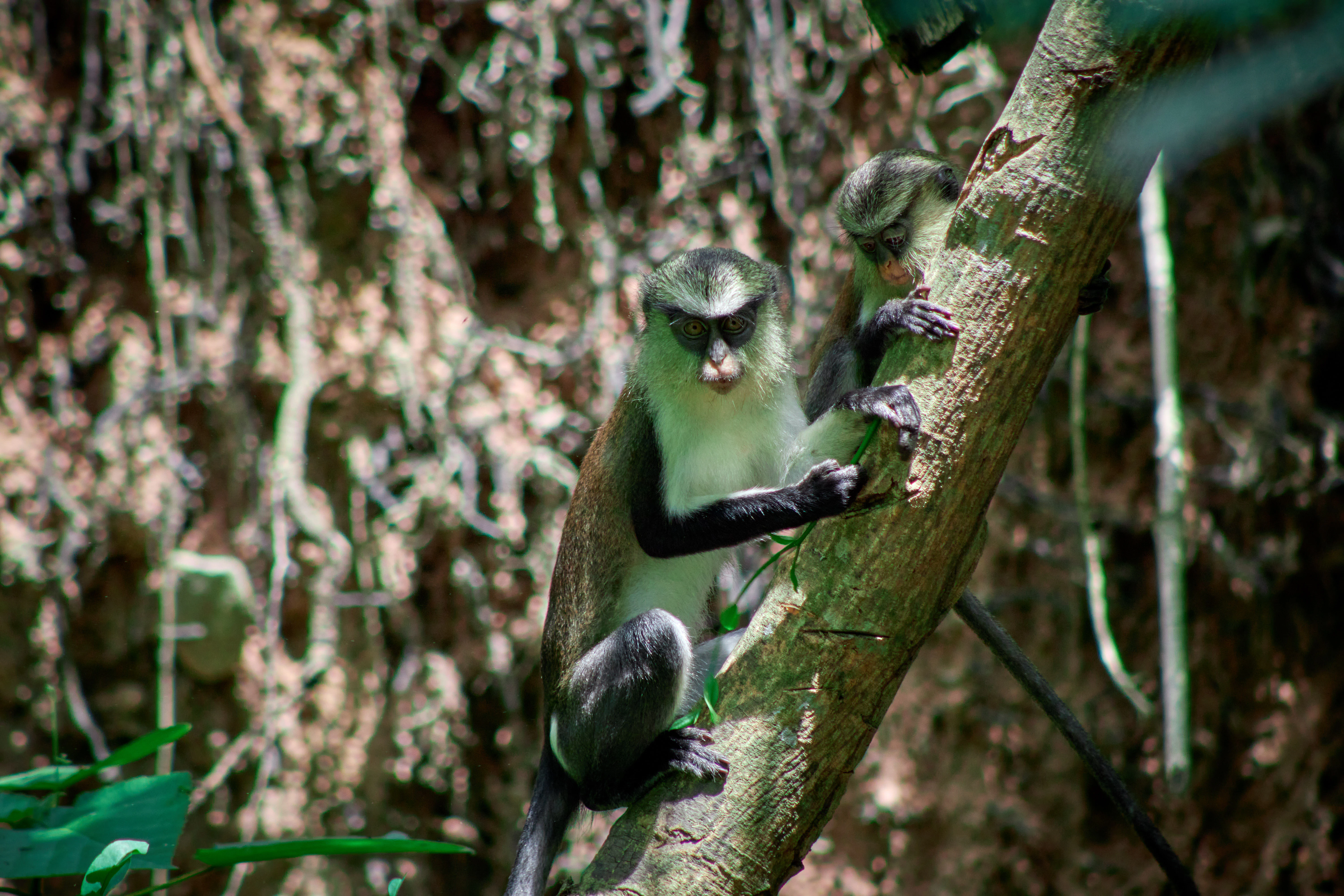 A mona monkey with a white chest and dark face climbing a tree branch in a dense forest setting.