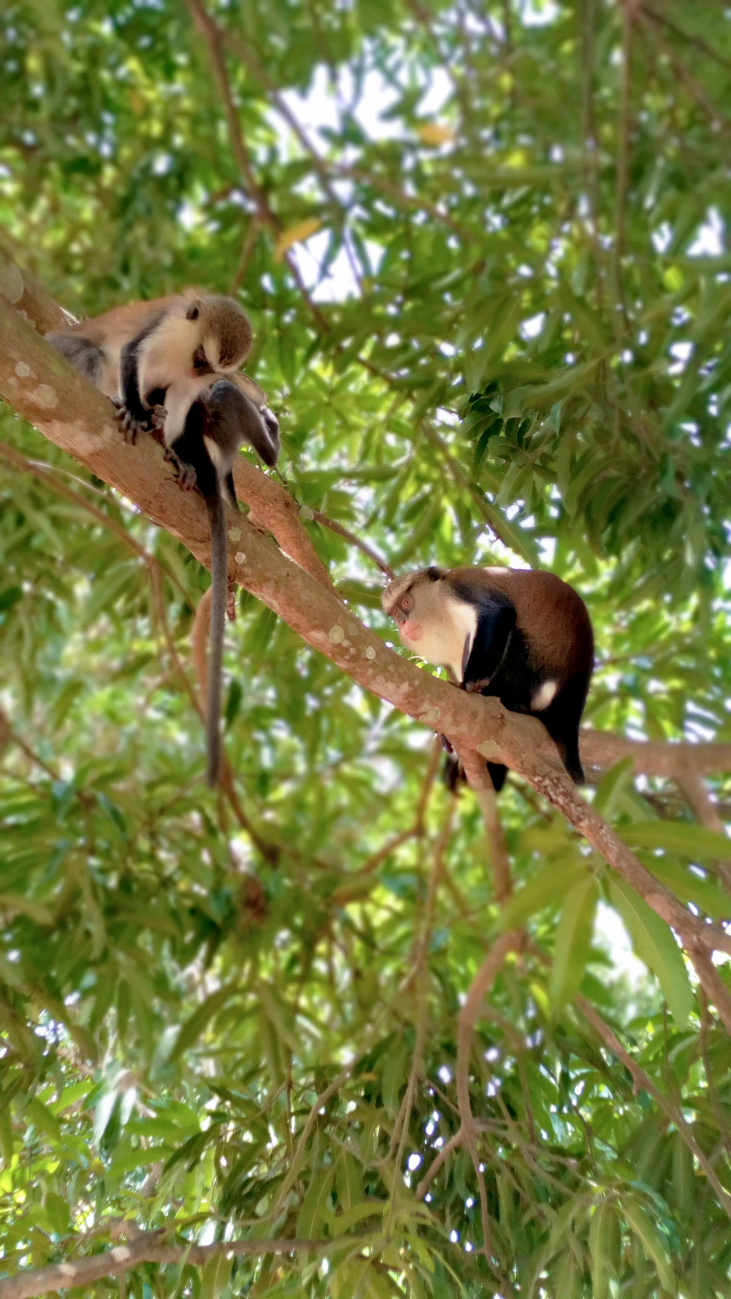 Two Mona monkeys perched on different branches of a leafy green tree, seen from below.