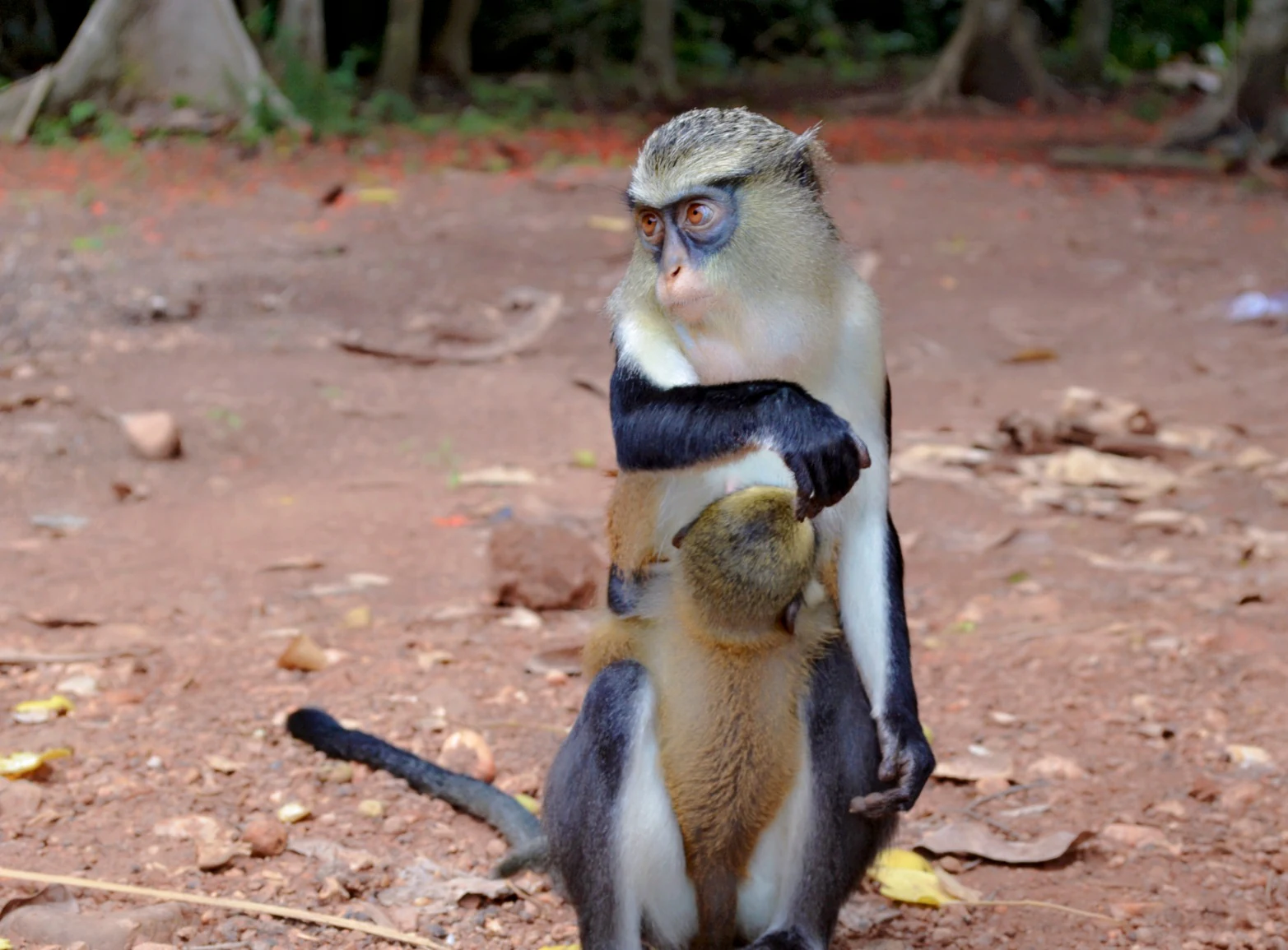 A Mona monkey sitting on red earth with a small infant monkey clinging to its chest.