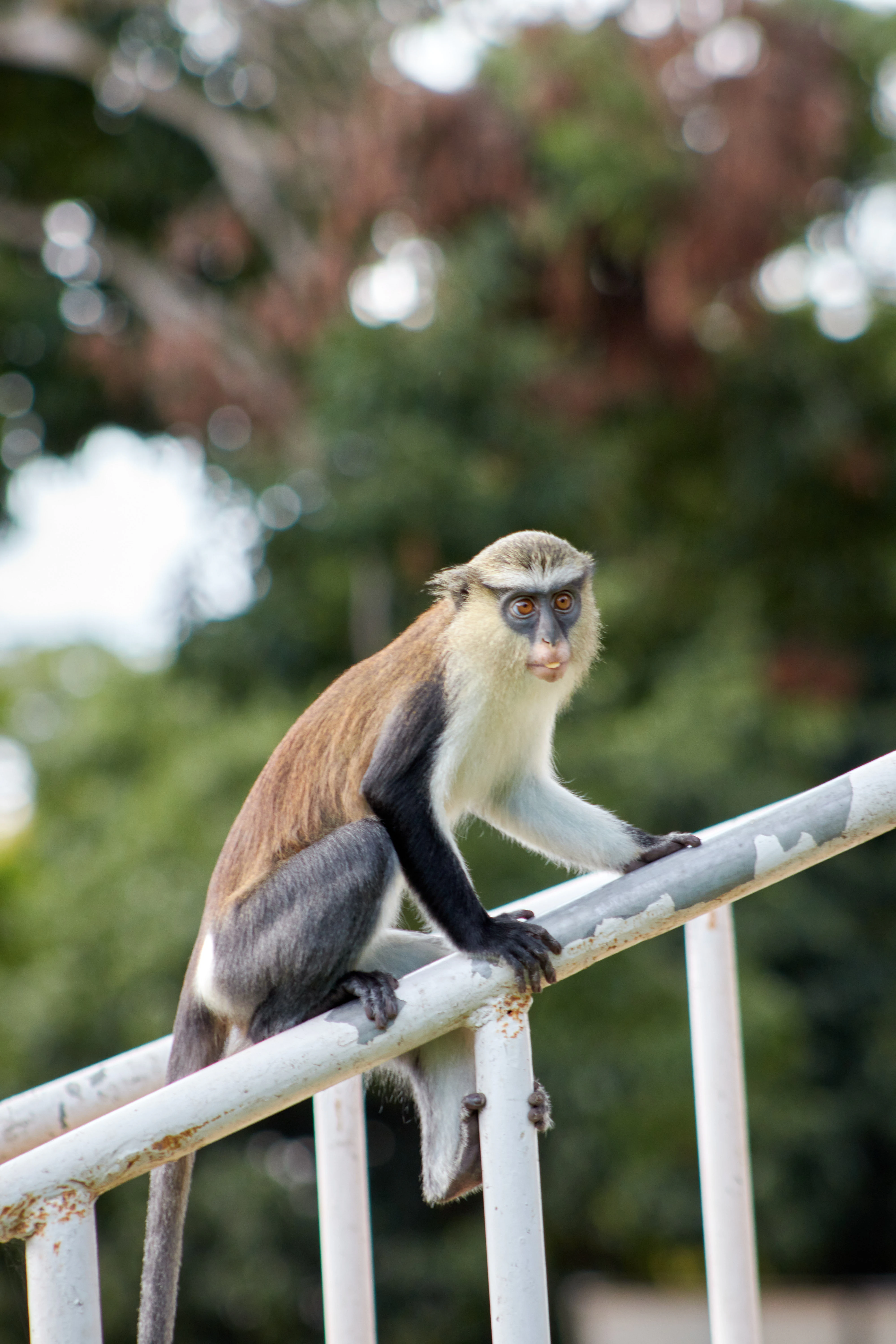 A mona monkey with brown, black, and white fur sitting on a white metal railing with a blurred green forest background.
