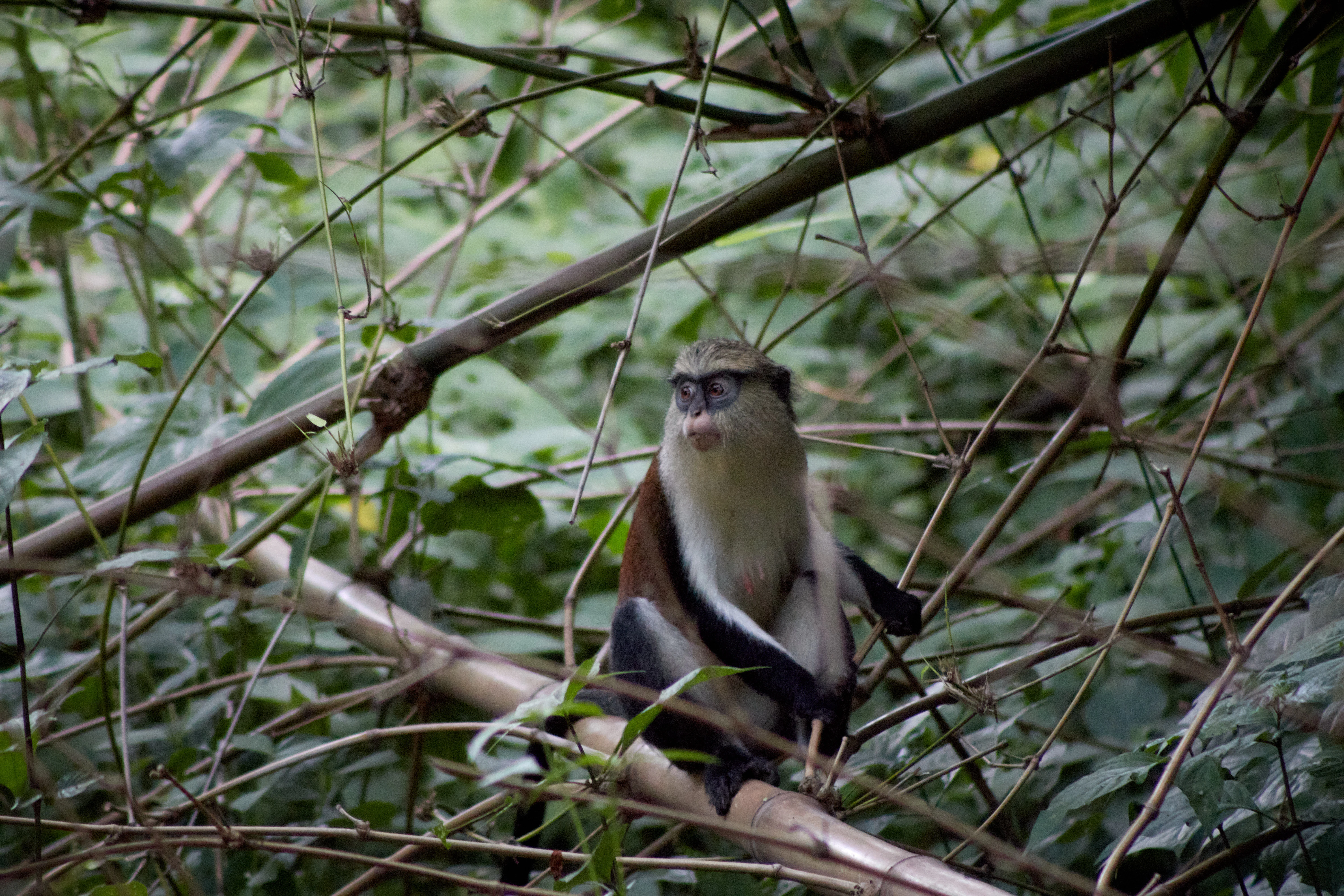 A small monkey with distinct white facial markings and dark fur perched on a bamboo branch surrounded by dense green forest vegetation.