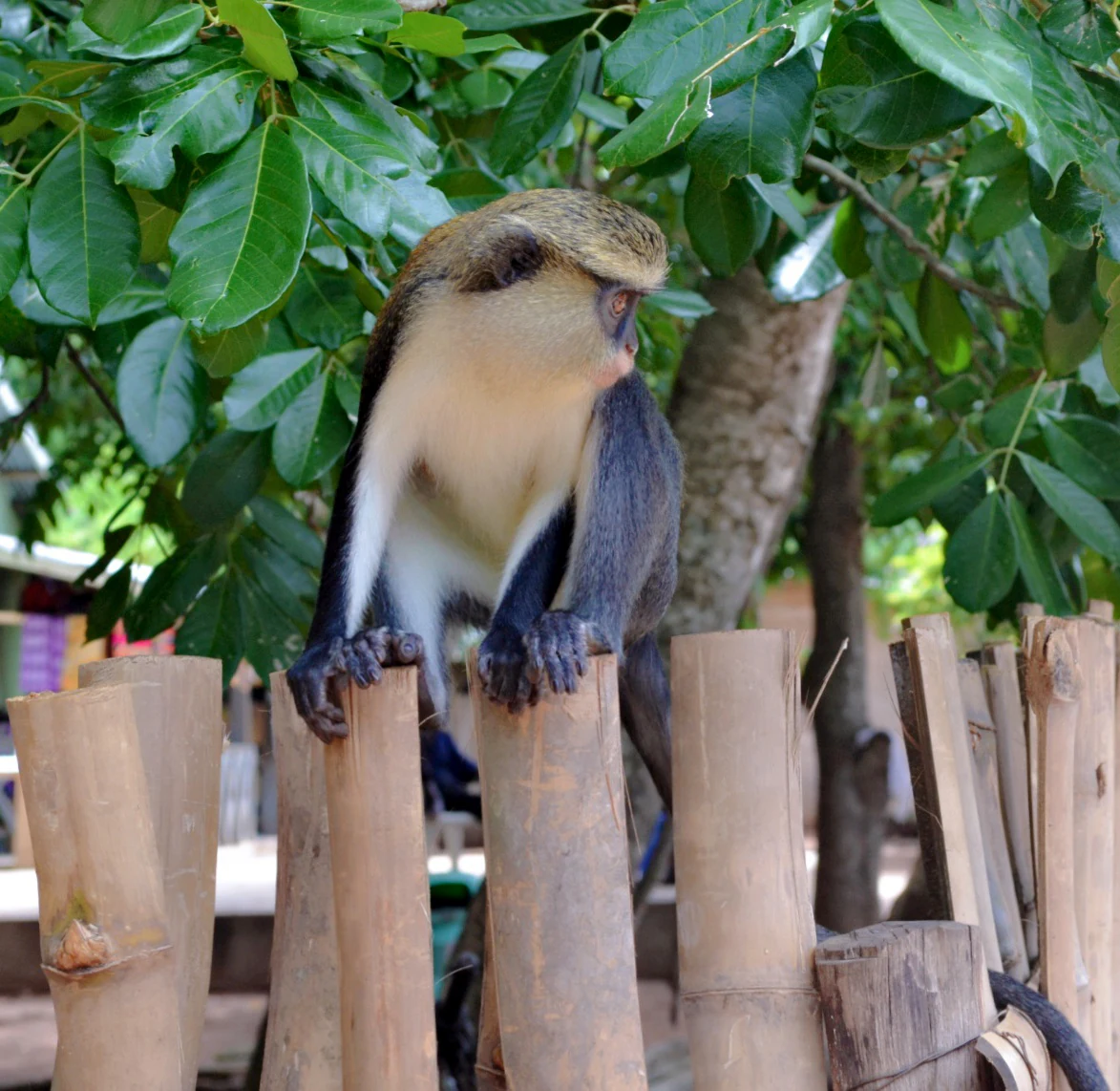 A Mona monkey with light colored chest and dark limbs perches on a vertical wooden fence post with green leaves in the background.