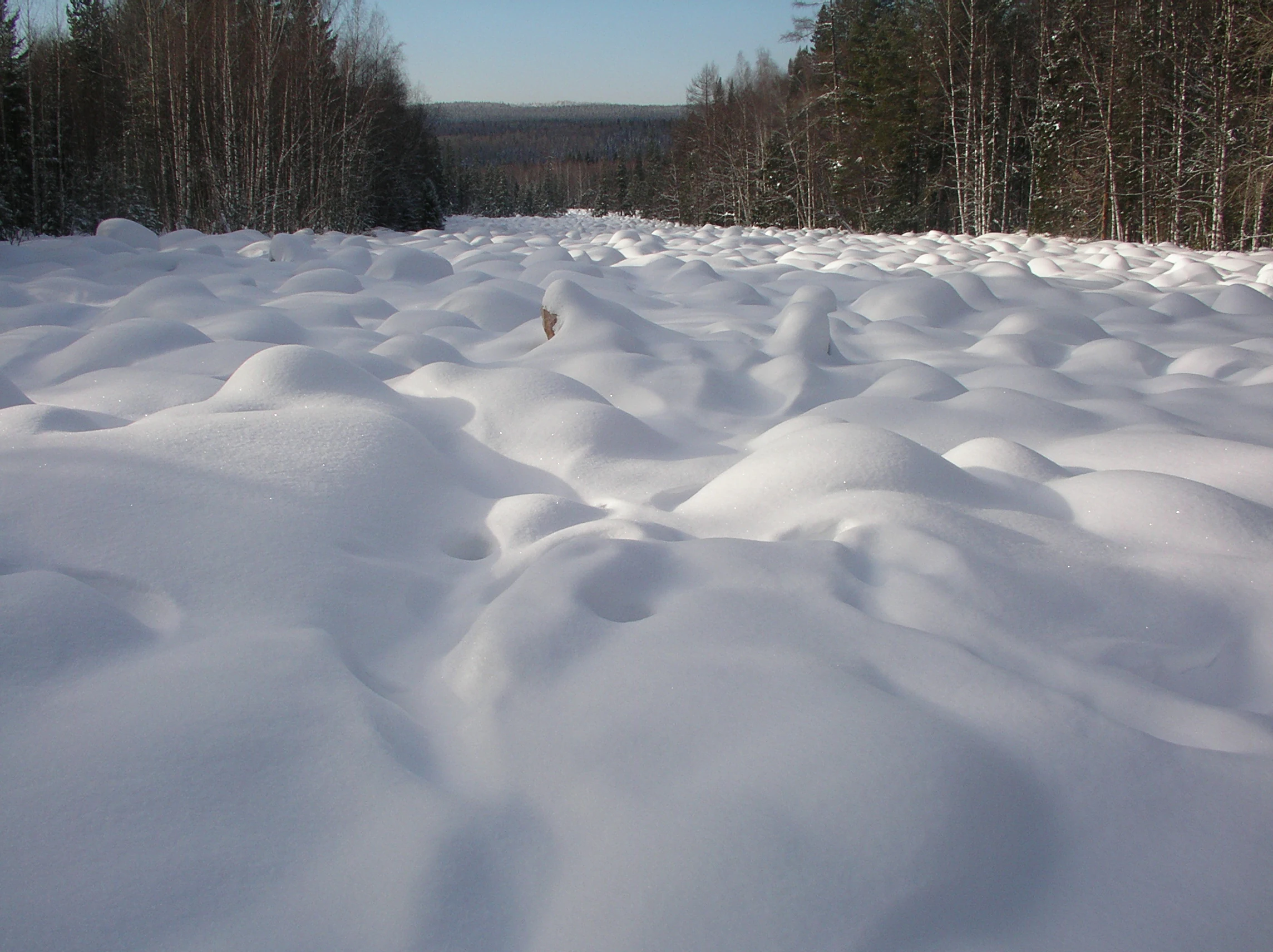 Vast expanse of snow-covered undulating terrain with forested background under clear sky